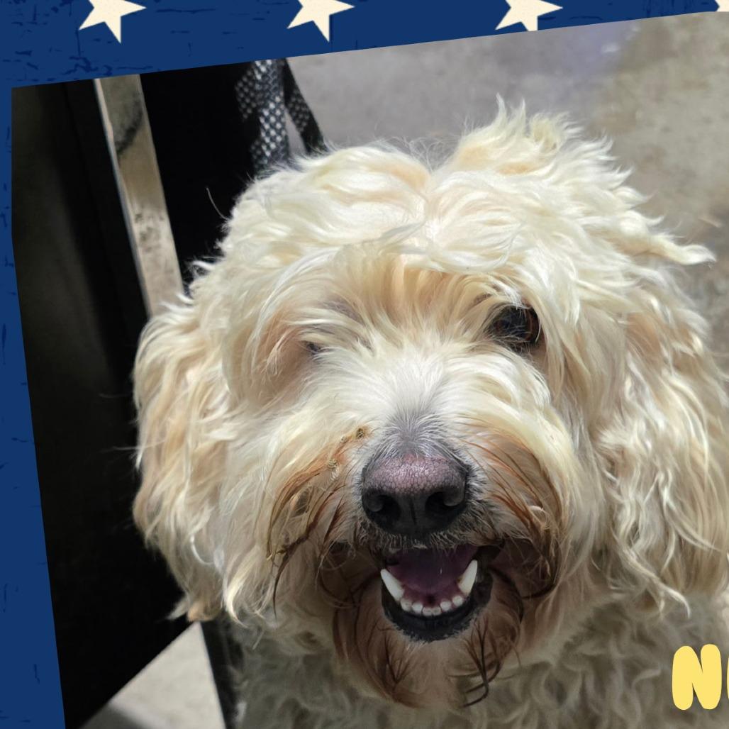 Enlarge Nellie, a Adoptable mixed breed in Southington, OH image 2/4