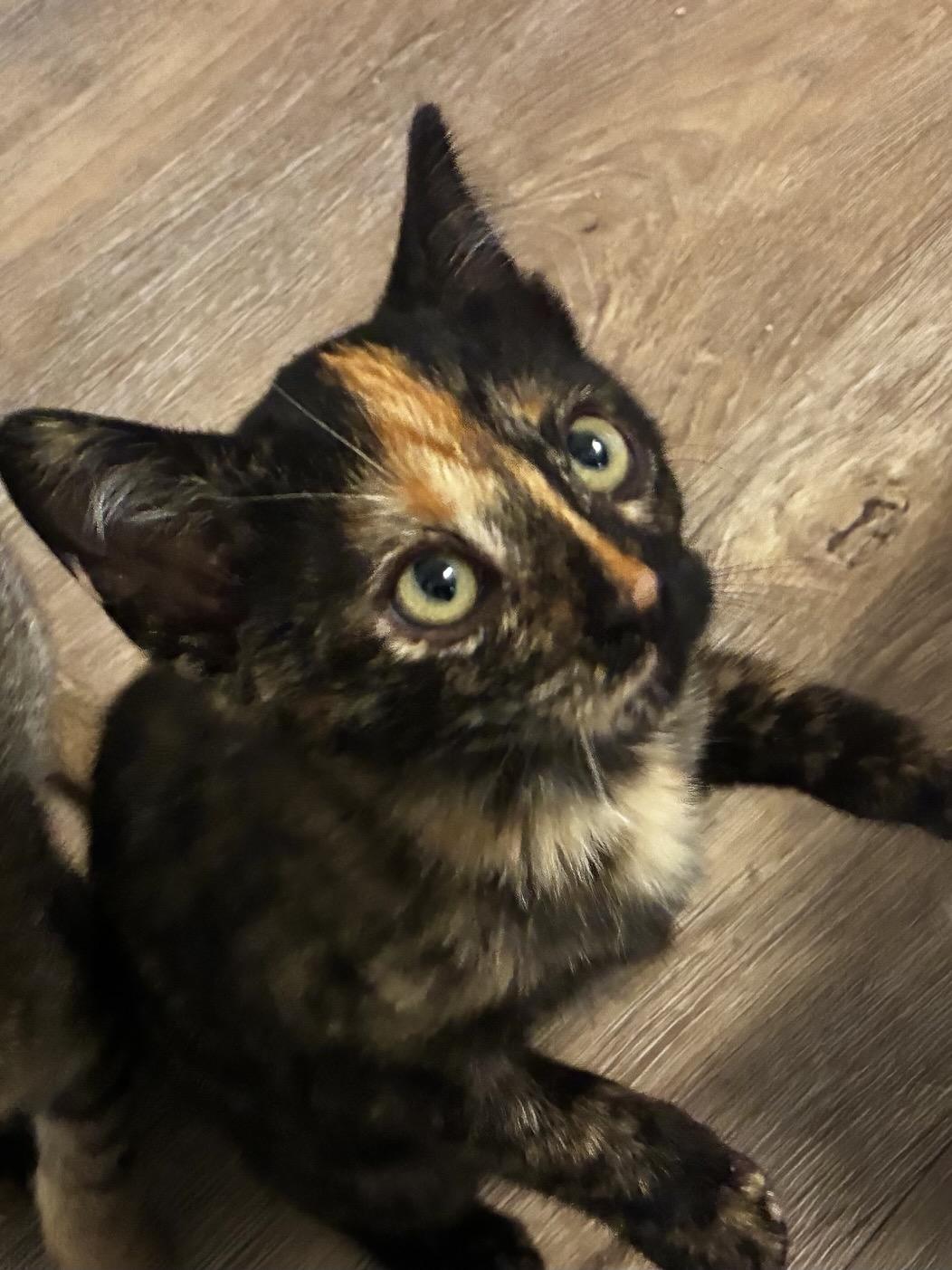 Dolly (bonded with Jolene), Adoptable, Kitten Female Domestic Short Hair.