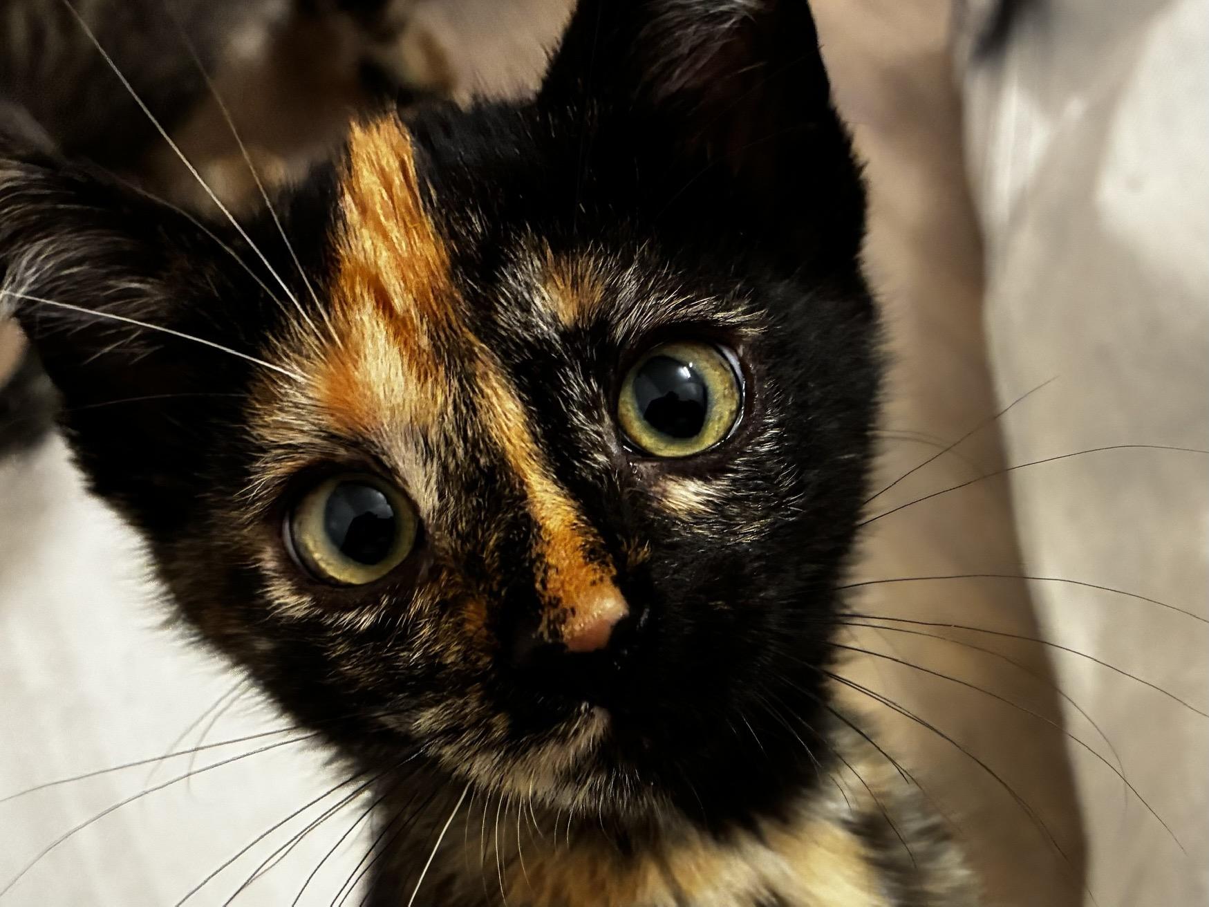 Enlarge Dolly (bonded with Jolene), a Adoptable Domestic Short Hair in San Francisco, CA image 2/6