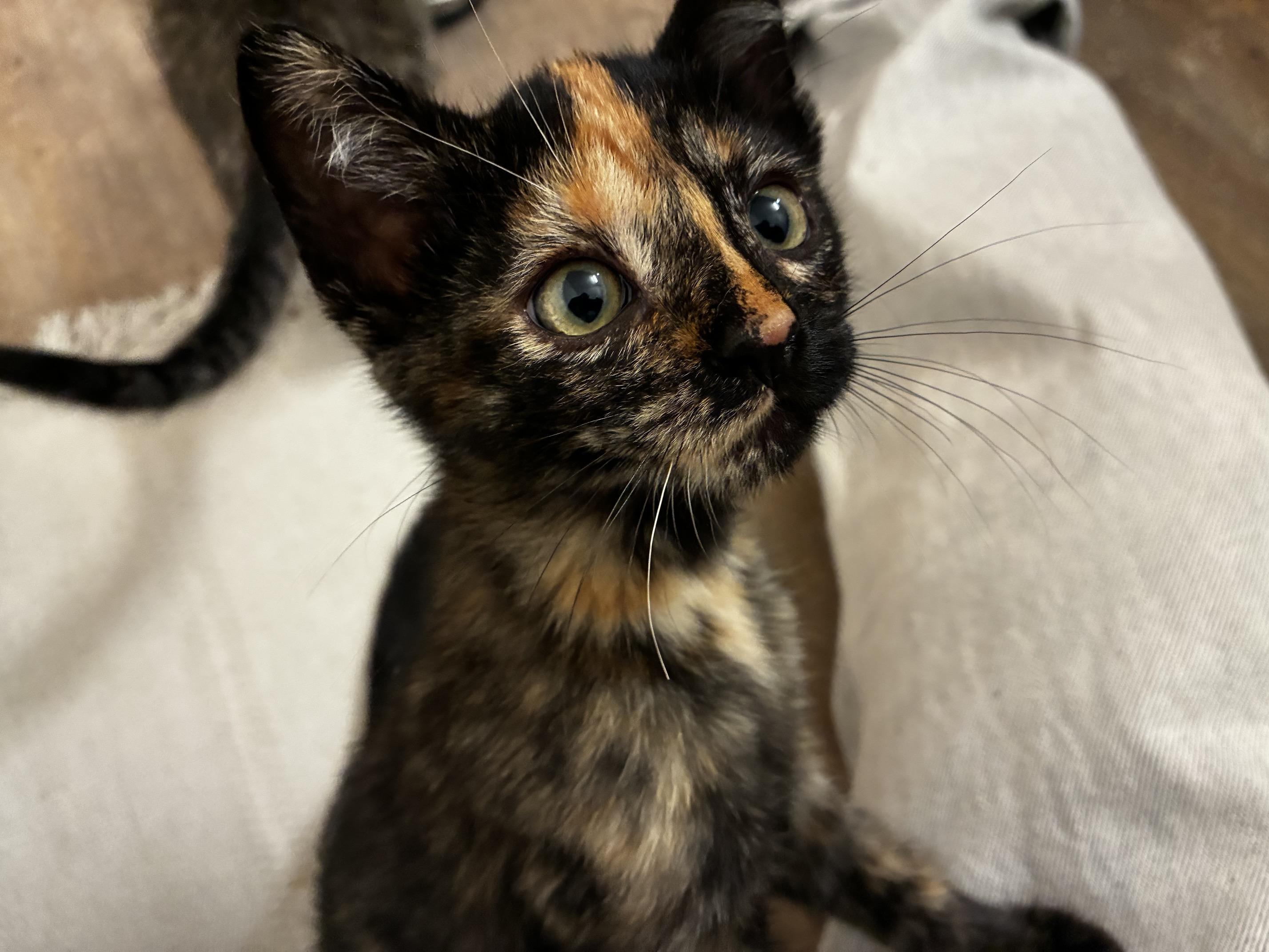 Enlarge Dolly (bonded with Jolene), a Adoptable Domestic Short Hair in San Francisco, CA image 3/6