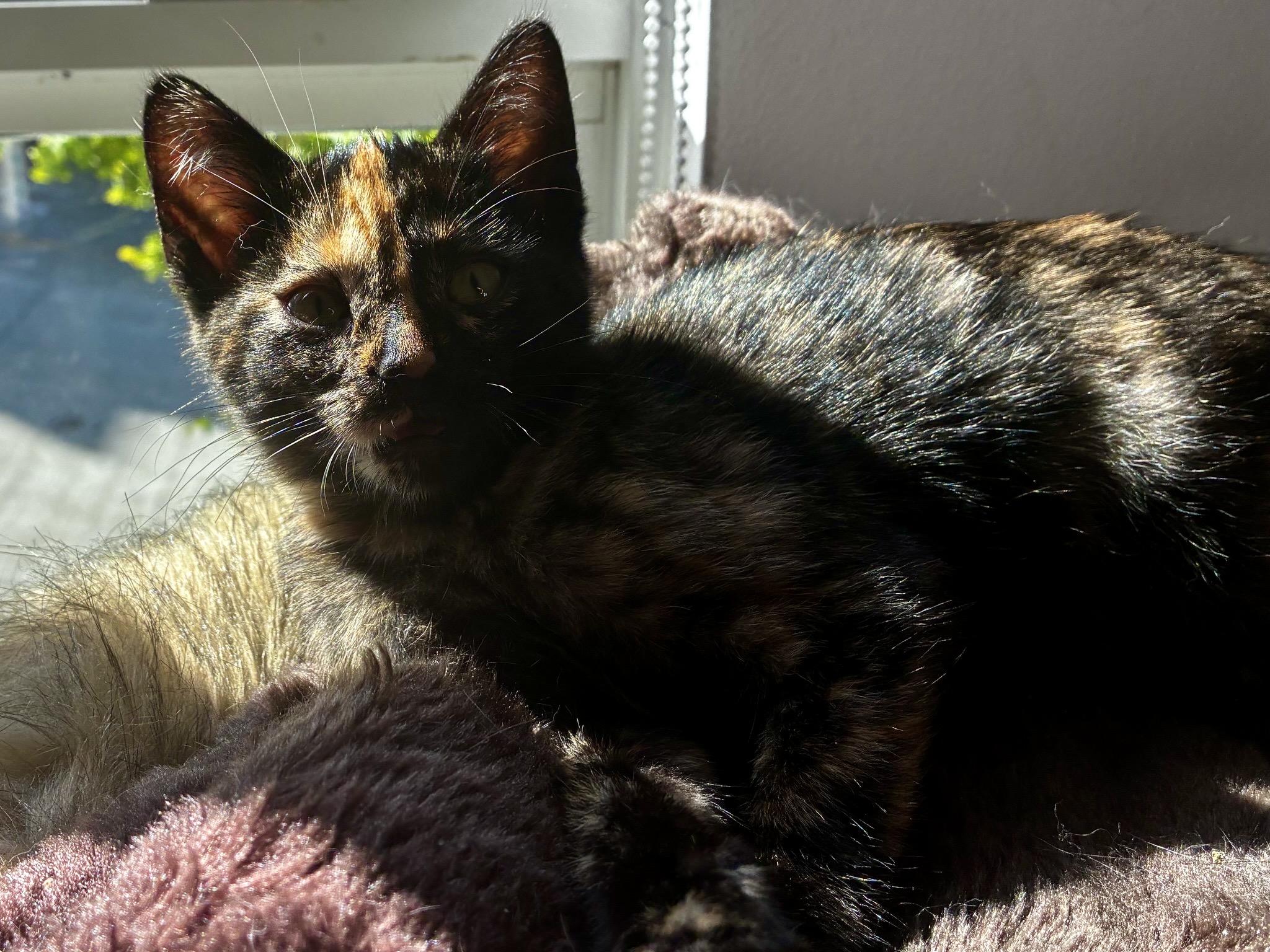 Enlarge Dolly (bonded with Jolene), a Adoptable Domestic Short Hair in San Francisco, CA image 6/6