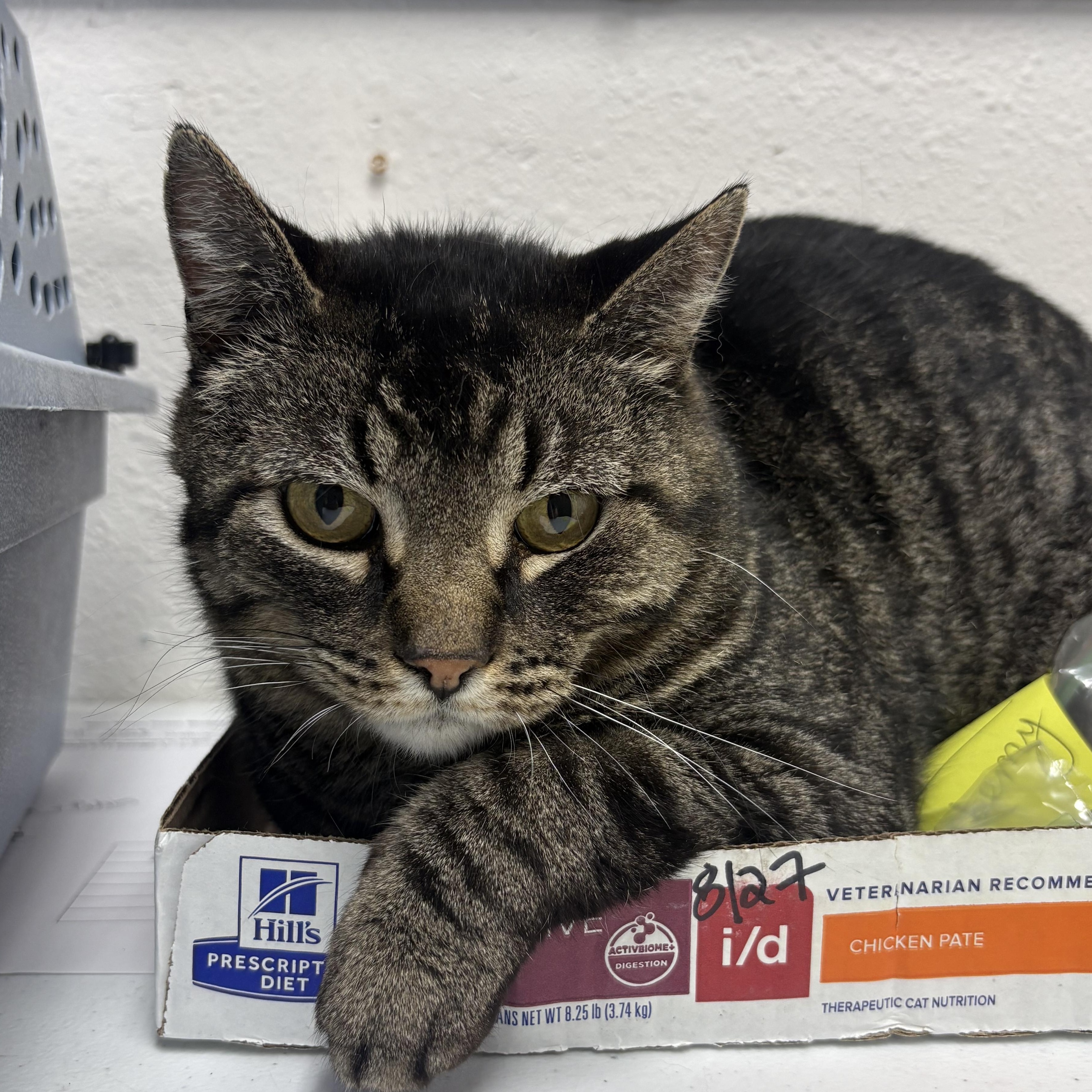 Enlarge Brooks, a ADOPTABLE mixed breed in Charles City, IA image 3/3