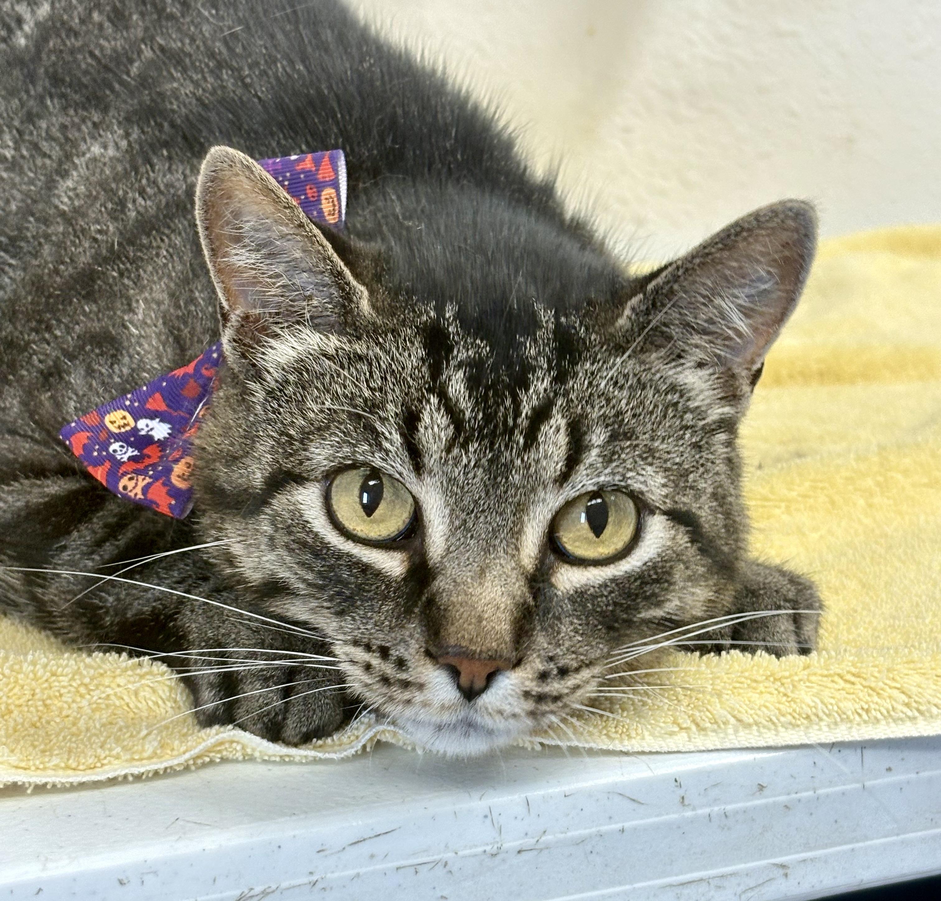 Enlarge Brooks, a ADOPTABLE mixed breed in Charles City, IA image 2/6
