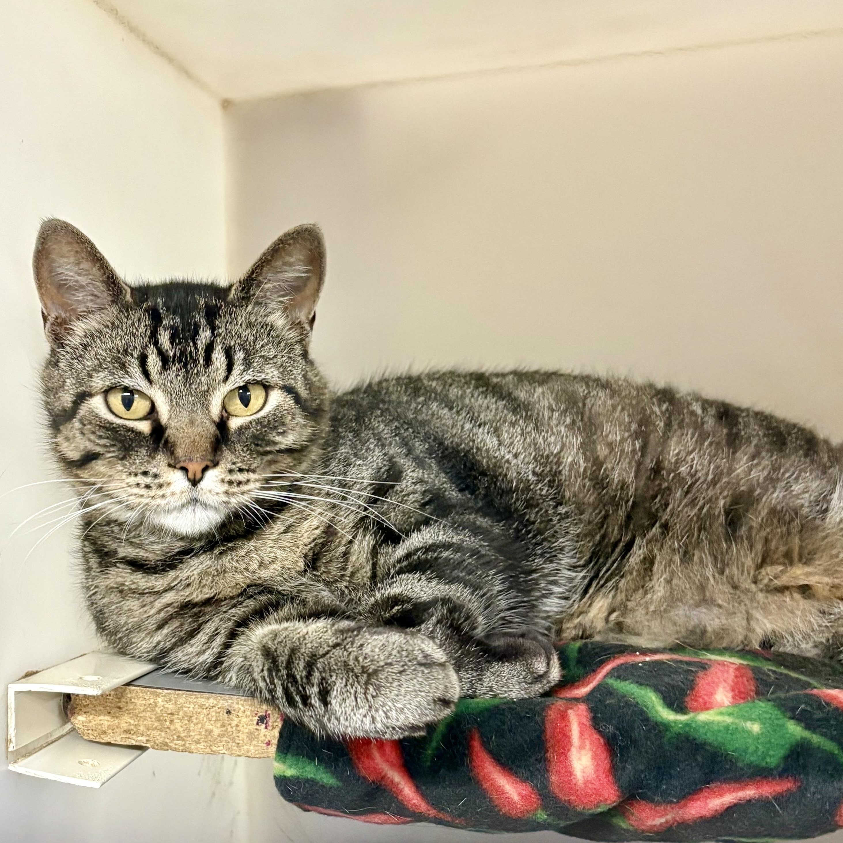 Enlarge Brooks, a ADOPTABLE mixed breed in Charles City, IA image 4/6