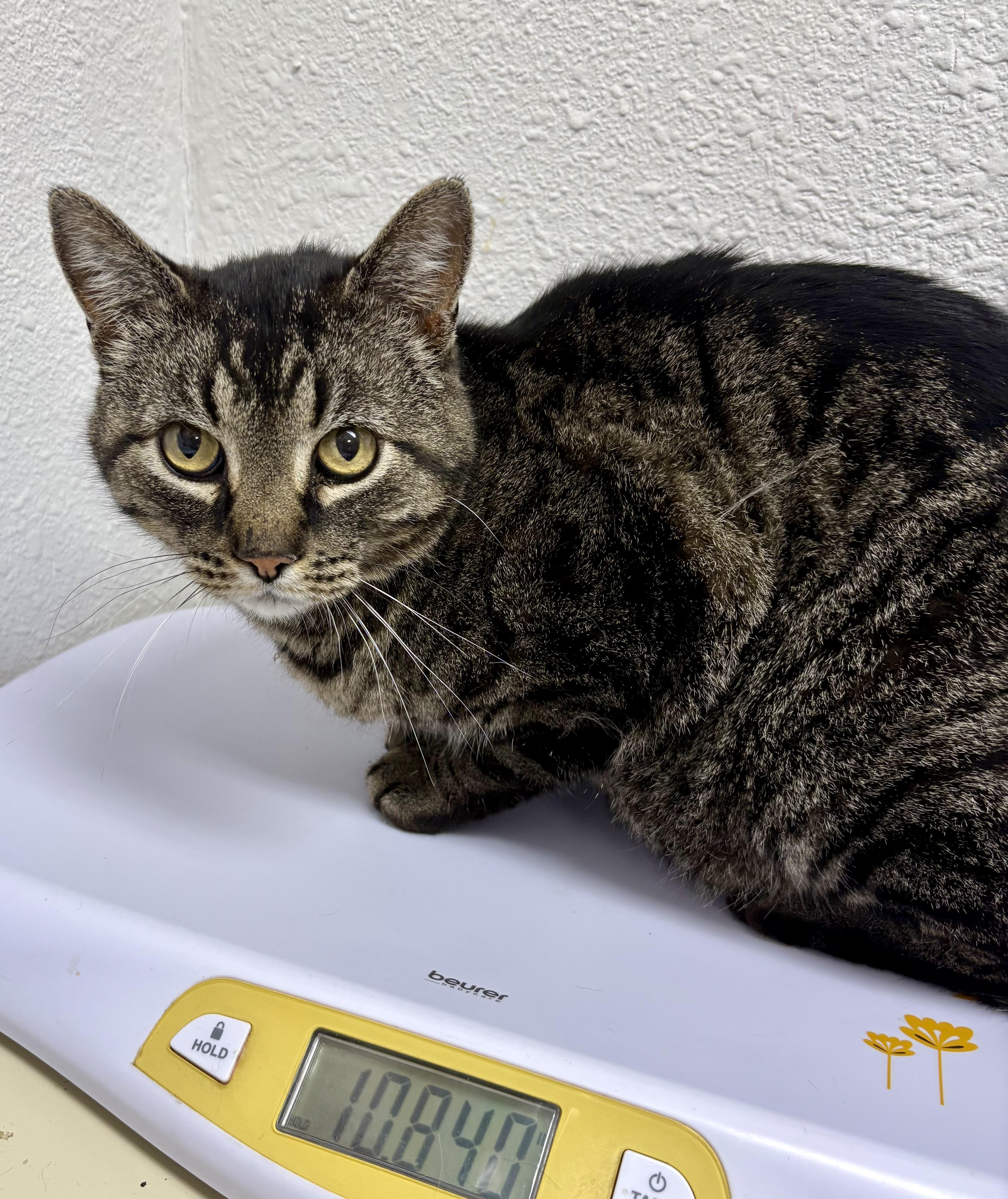 Enlarge Brooks, a ADOPTABLE mixed breed in Charles City, IA image 2/3