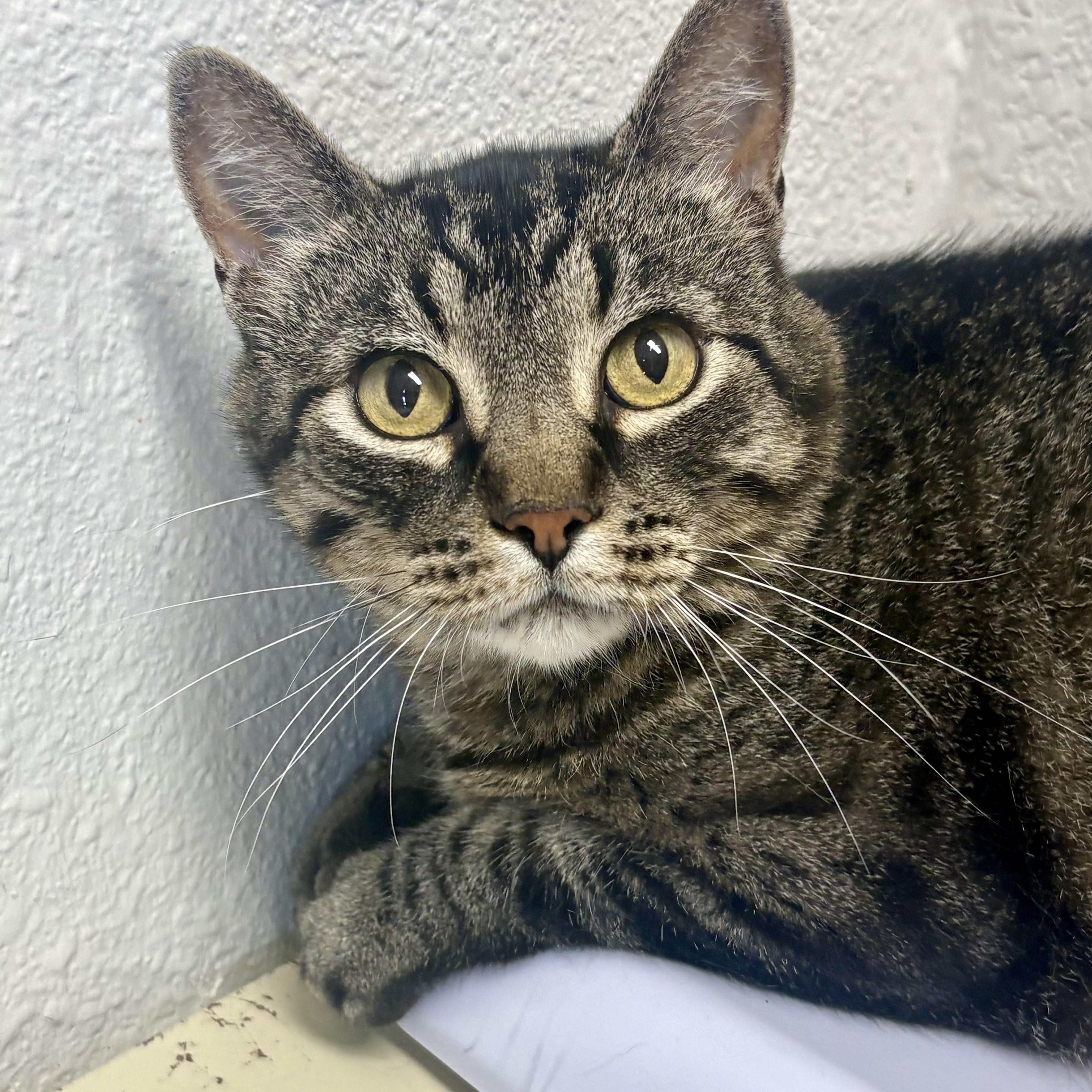 Enlarge Brooks, a ADOPTABLE mixed breed in Charles City, IA image 3/6