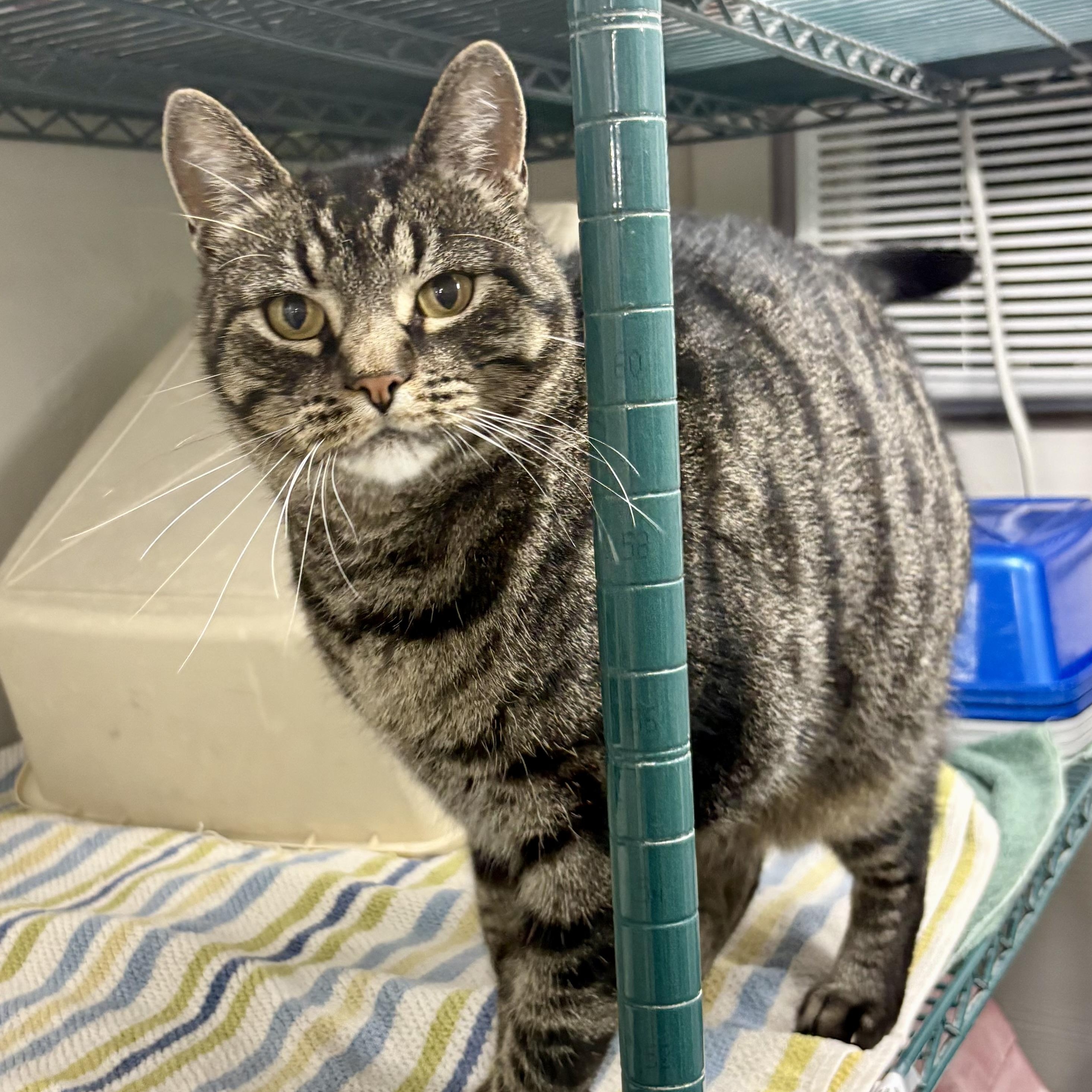 Enlarge Brooks, a Adoptable mixed breed in Charles City, IA image 6/6