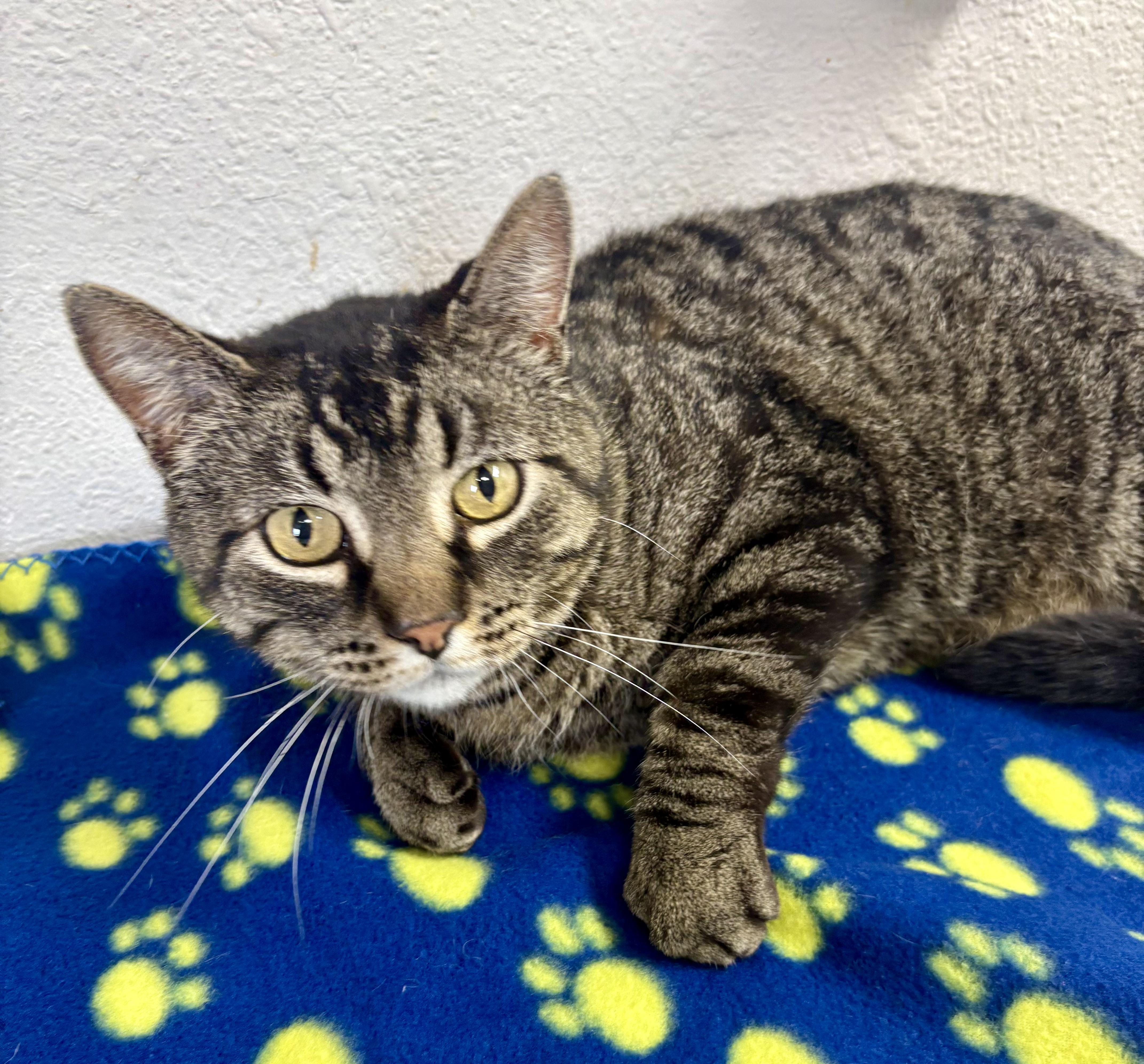 Brooks, ADOPTABLE, Adult Male Domestic Short Hair & Tabby.