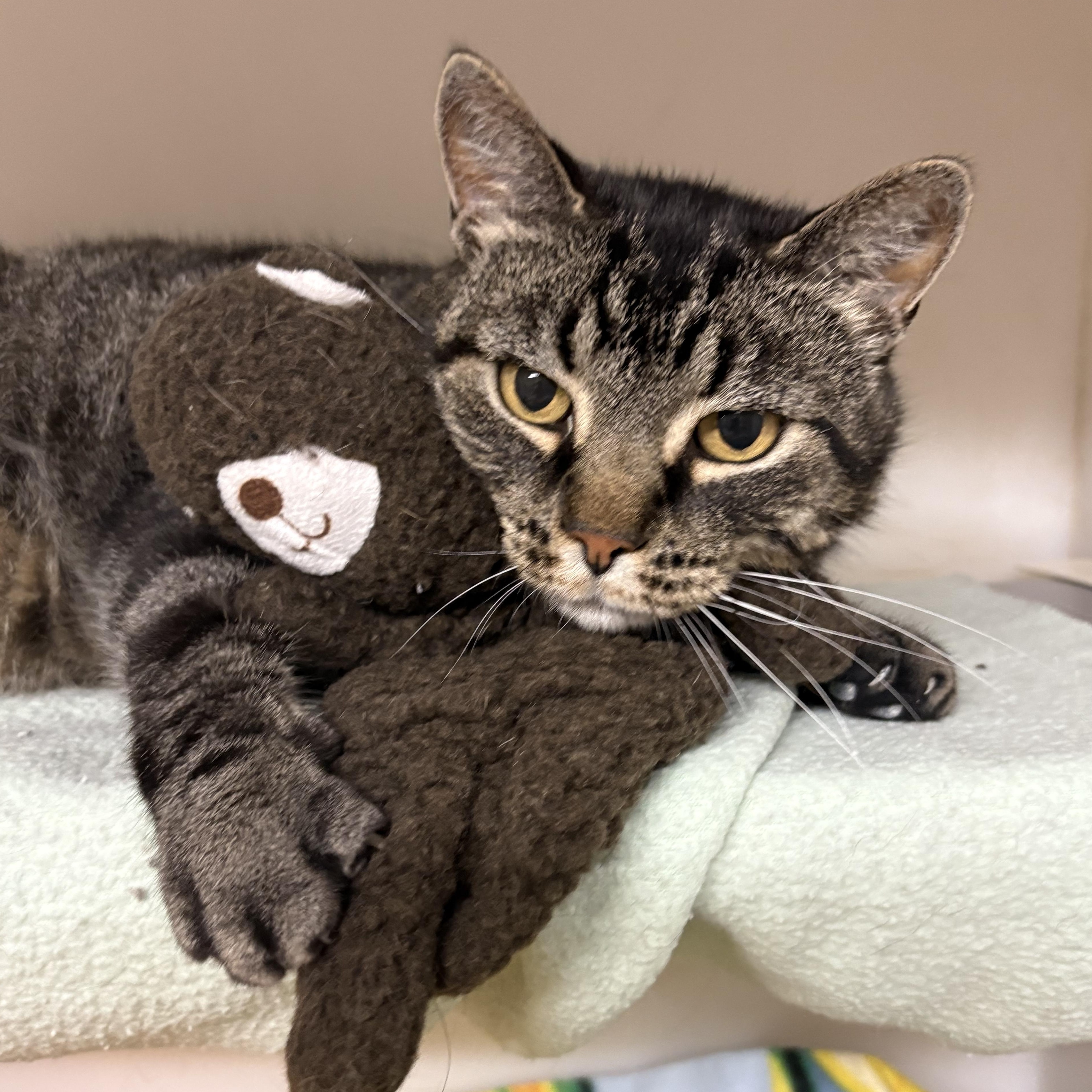 Enlarge Brooks, a ADOPTABLE mixed breed in Charles City, IA image 1/6