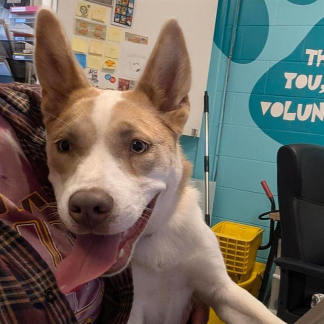 IRIS, Adoptable, Young Female Husky & Pit Bull Terrier.
