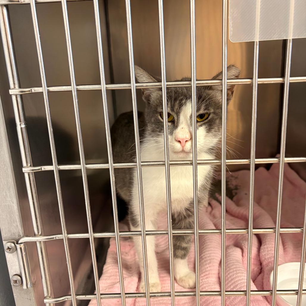 Enlarge Smokey, a Adoptable Domestic Short Hair in Royse City, TX image 1/2