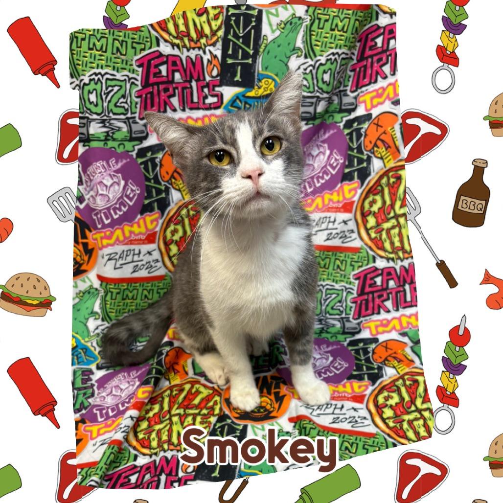 Enlarge Smokey, a Adoptable Domestic Short Hair in Royse City, TX image 2/2
