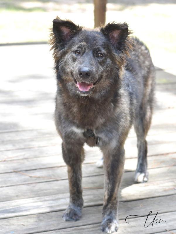 Ursa, Adoptable, Young Female Husky & Catahoula Leopard Dog.