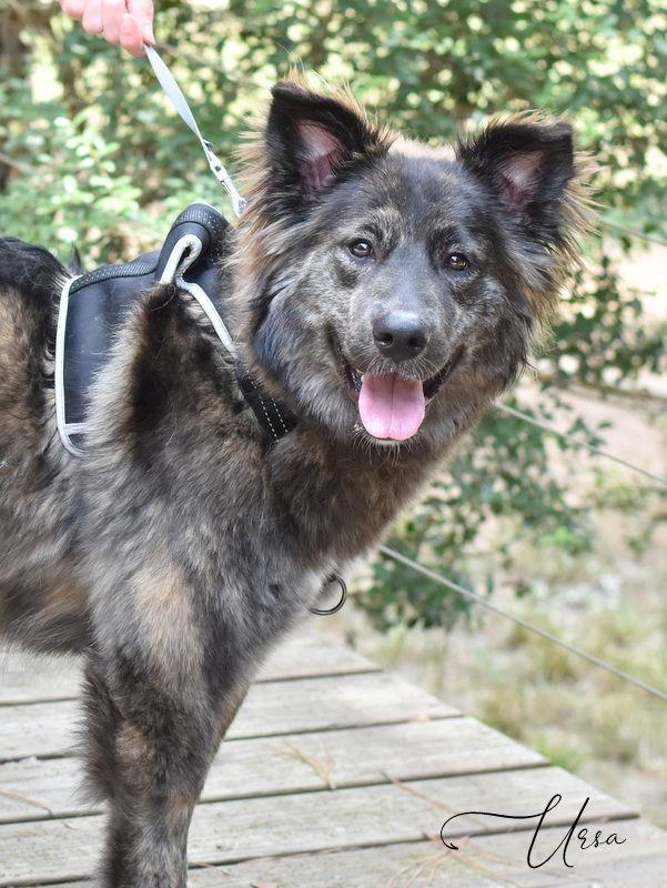 Ursa, Adoptable, Young Female Husky & Catahoula Leopard Dog.