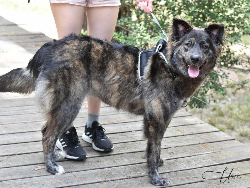 Ursa, Adoptable, Young Female Husky & Catahoula Leopard Dog.