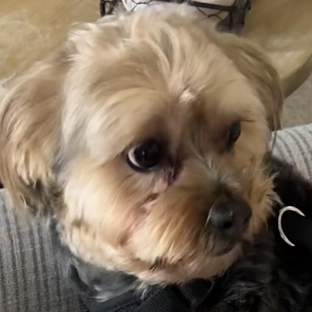 Sami, Adoptable, Adult Male Yorkshire Terrier & Shih Tzu.