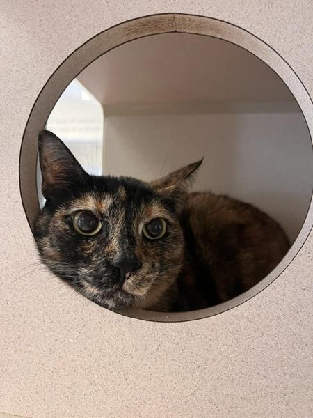 Enlarge Lucy, a Adoptable mixed breed in Monterey, CA image 2/2