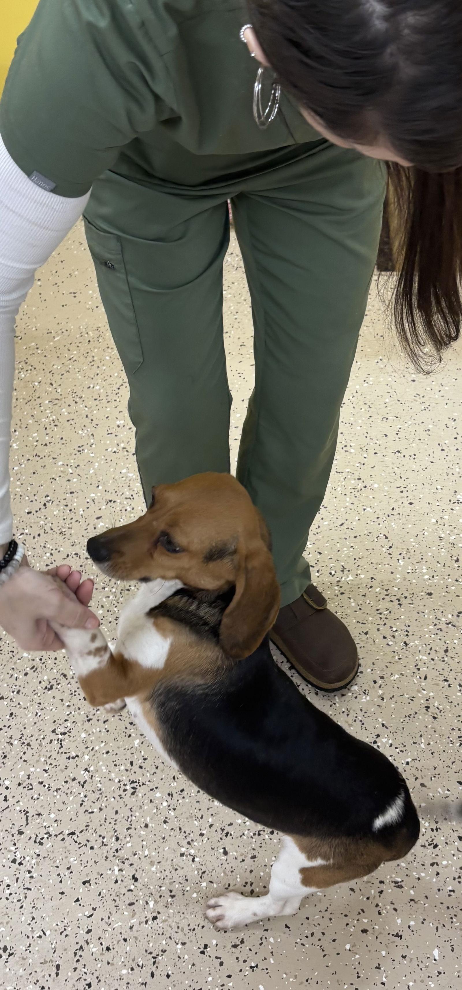 Dixie, a Adopted Beagle in York, SC image 2/3