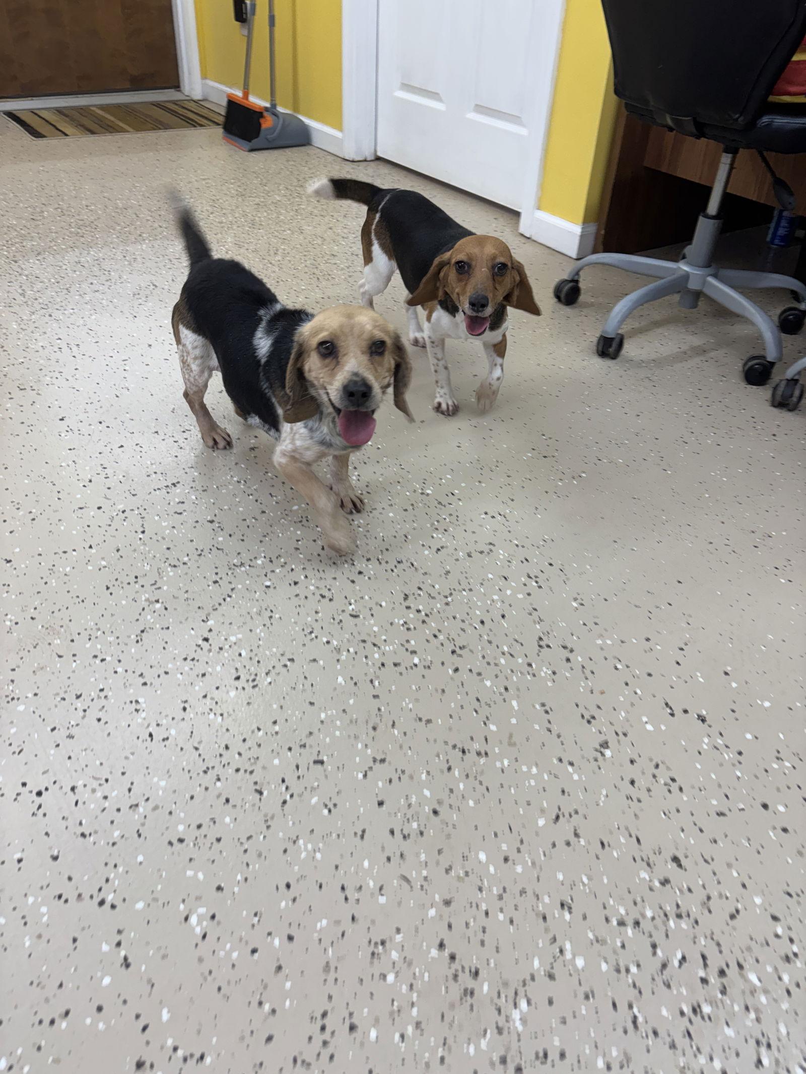 Dixie, a Adopted Beagle in York, SC image 3/3