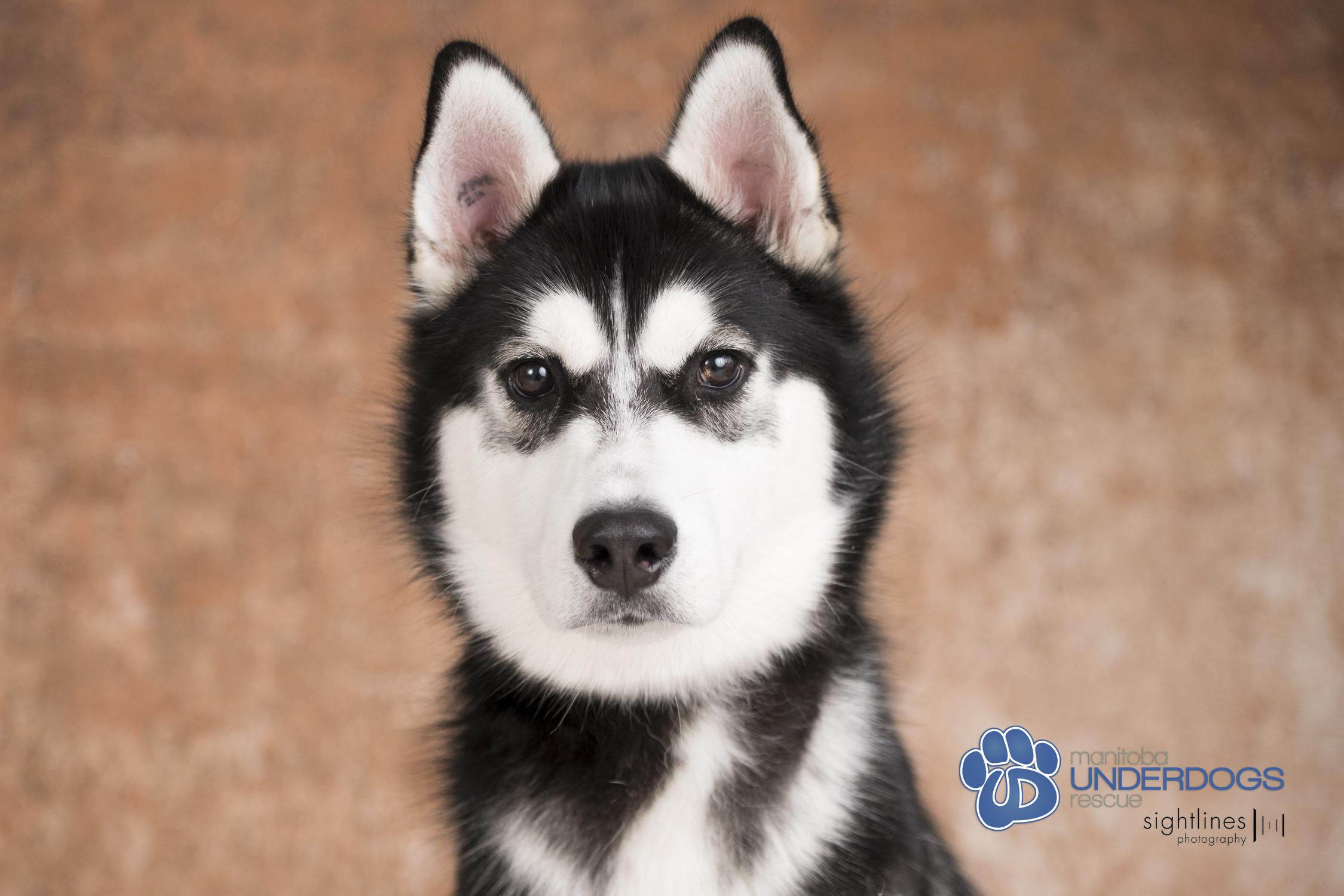 Newman, an adoptable Husky in Winnipeg, MB, R2M 2K2 | Photo Image 1