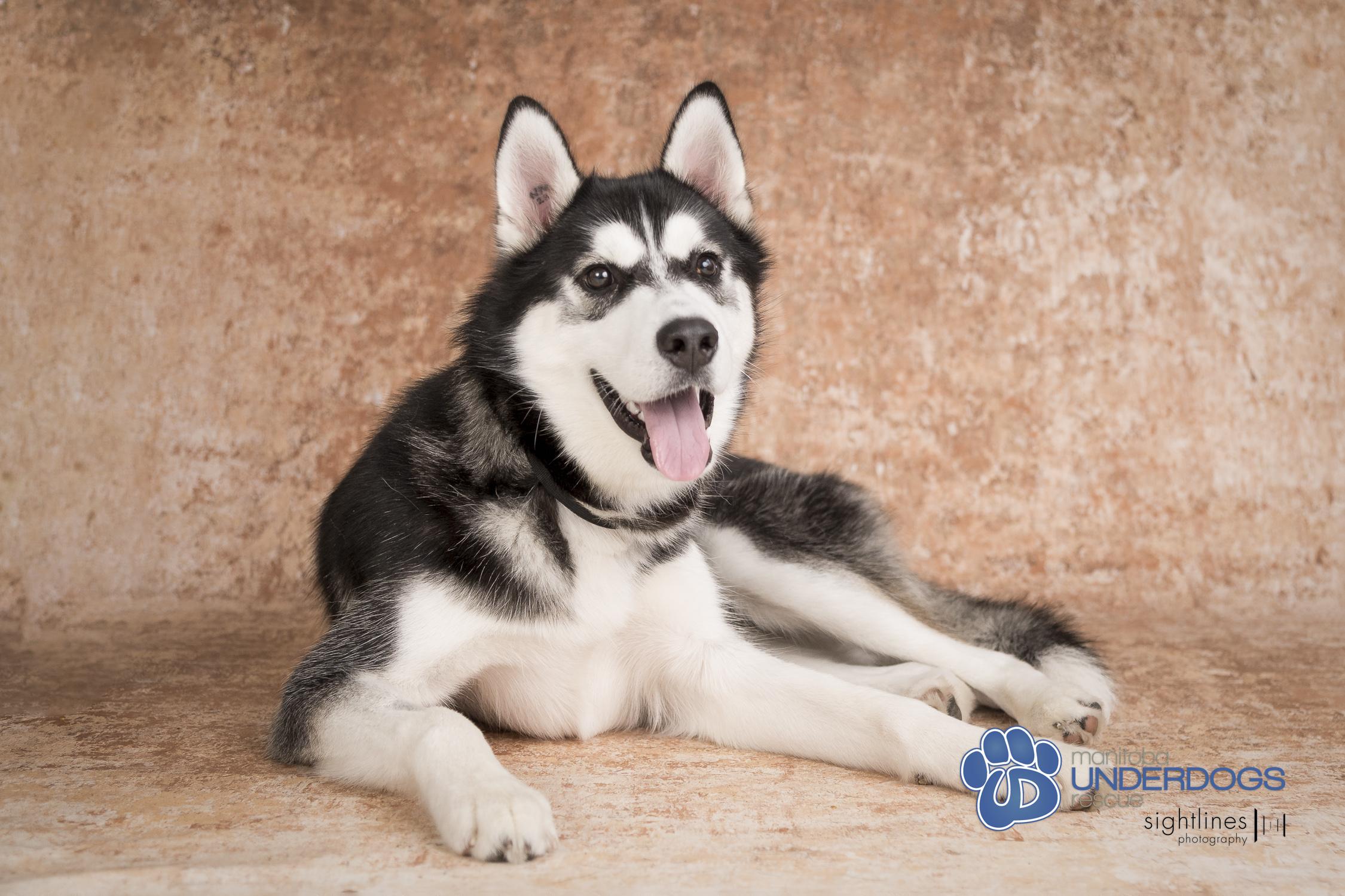 Newman, a Adoptable mixed breed in Winnipeg, MB image 2/4