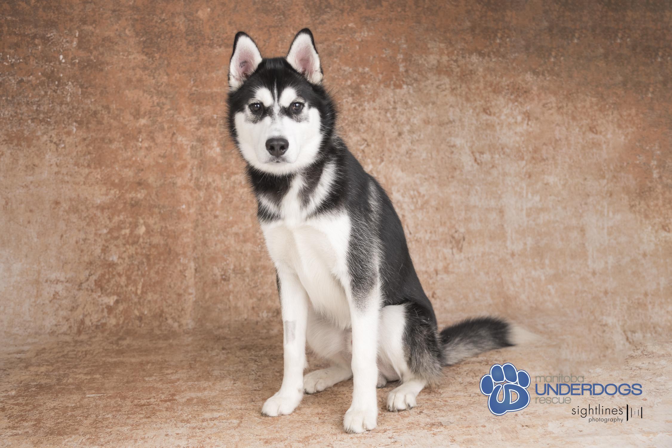 Newman, an adoptable Husky in Winnipeg, MB, R2M 2K2 | Photo Image 4