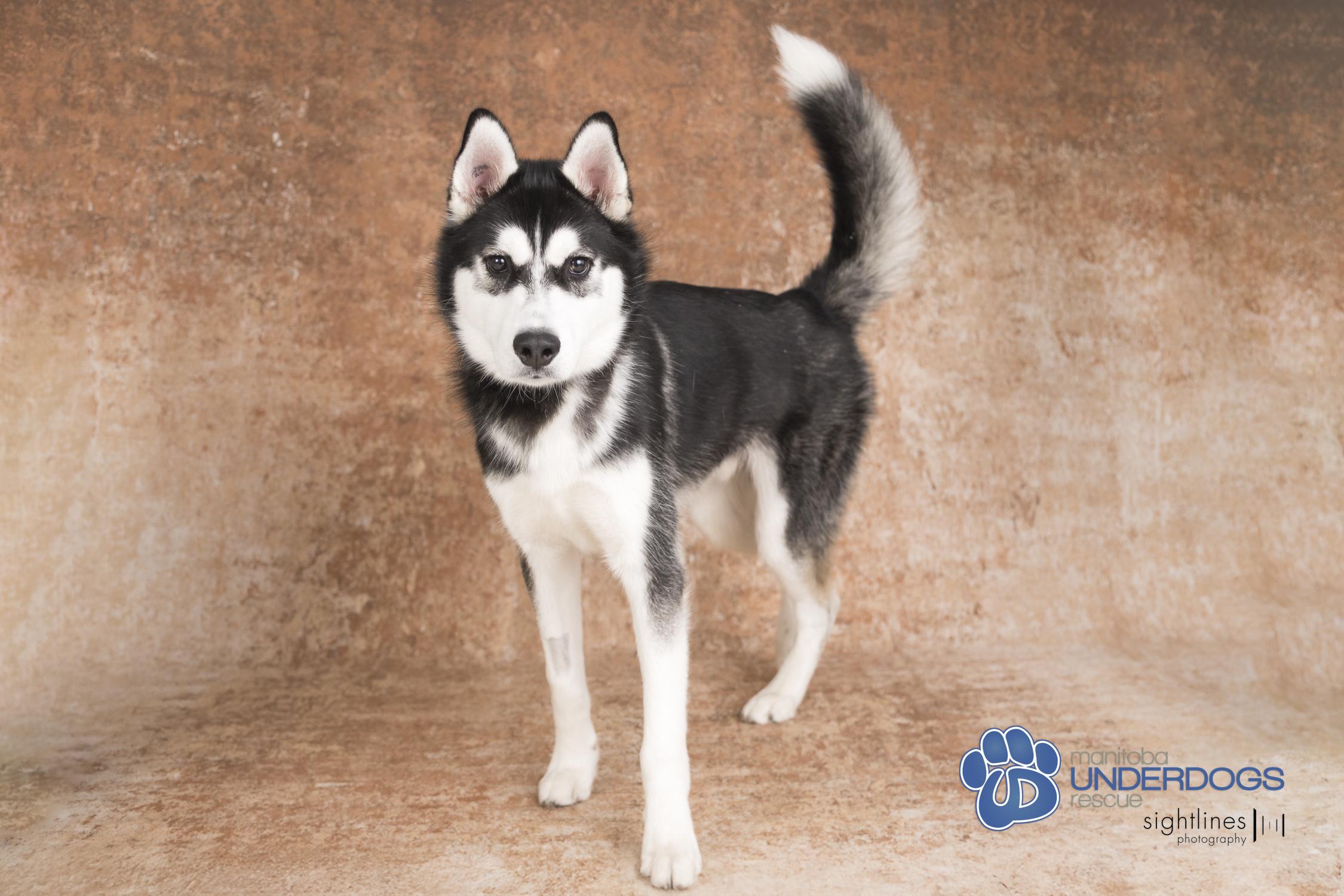 Newman, a Adoptable mixed breed in Winnipeg, MB image 4/4