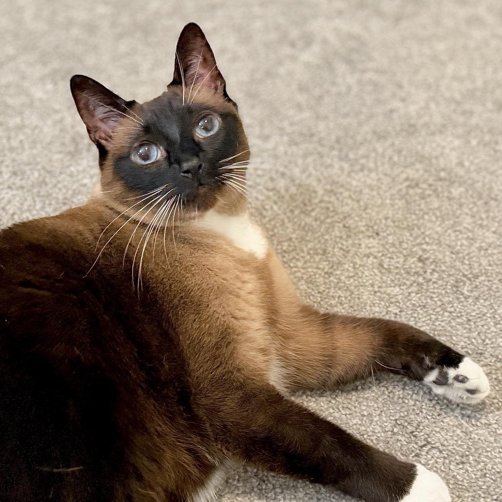 Enlarge Miss Maggie, a Adoptable mixed breed in Menifee, CA image 2/6