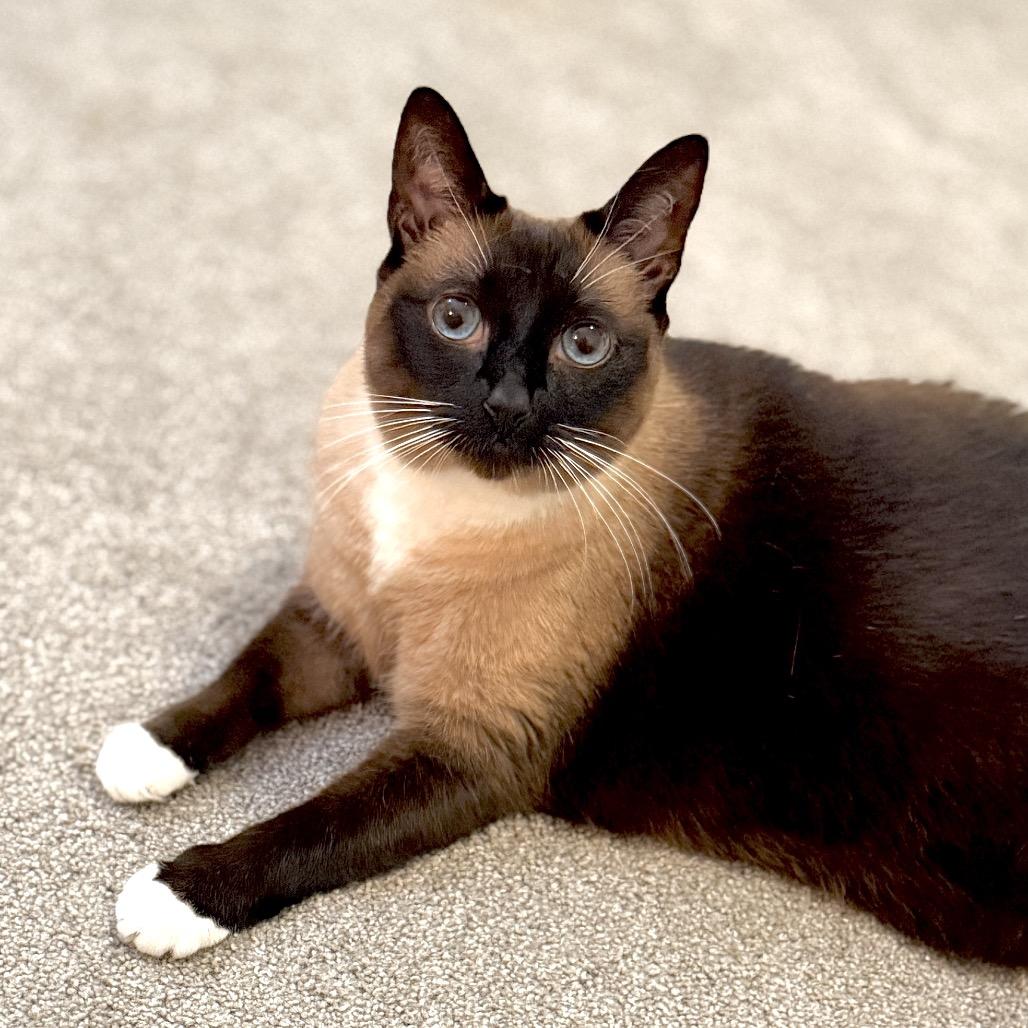 Enlarge Miss Maggie, a Adoptable mixed breed in Menifee, CA image 5/6
