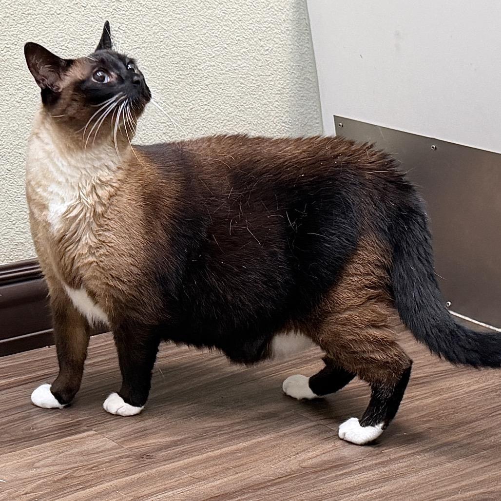 Enlarge Miss Maggie, a Adoptable mixed breed in Menifee, CA image 6/6