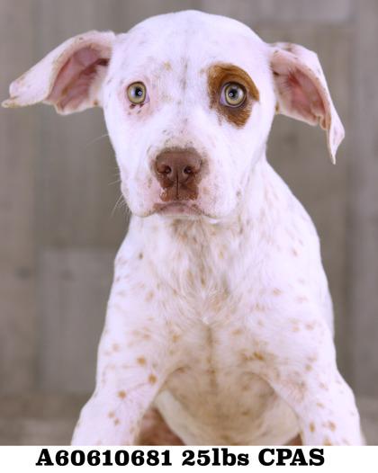 Spot, Adoptable, Adult Female Terrier & Mixed Breed.