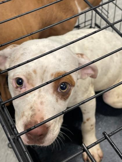 Enlarge Spot, a Adoptable mixed breed in Shreveport, LA image 2/2