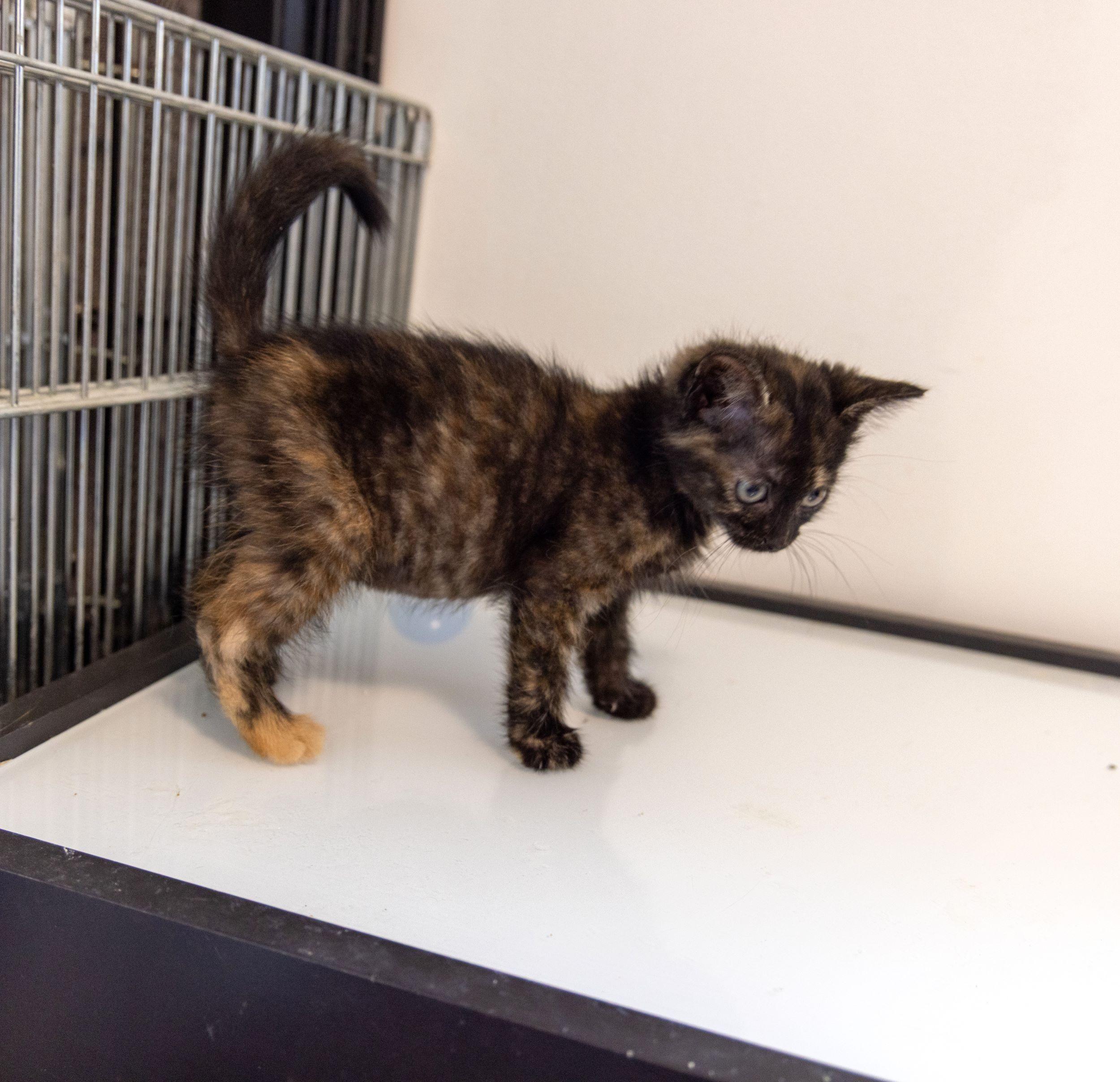 Blooming Onion, an adoptable Domestic Short Hair in Calgary, AB, T2E 3Z7 | Photo Image 2