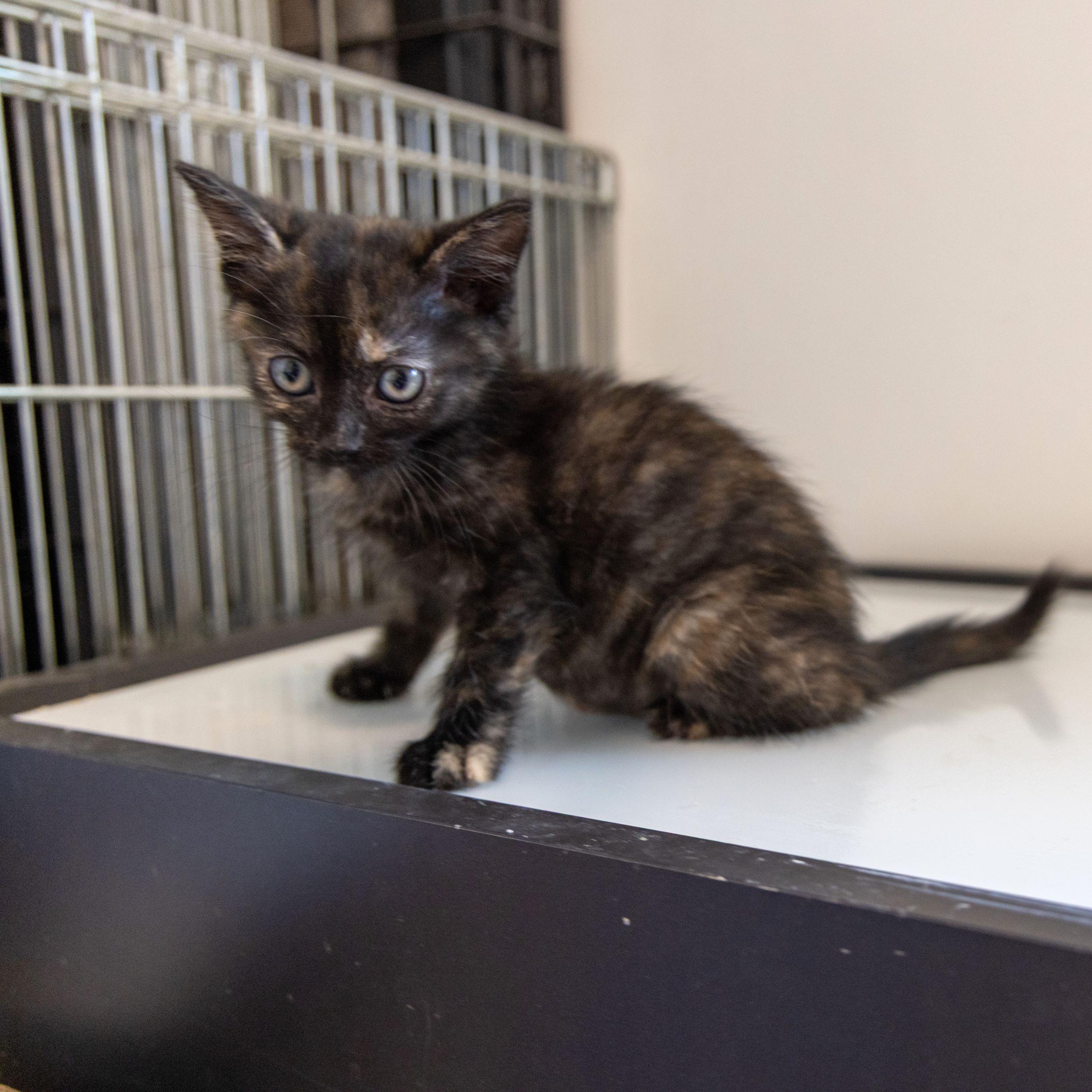Blooming Onion, an adoptable Domestic Short Hair in Calgary, AB, T2E 3Z7 | Photo Image 3