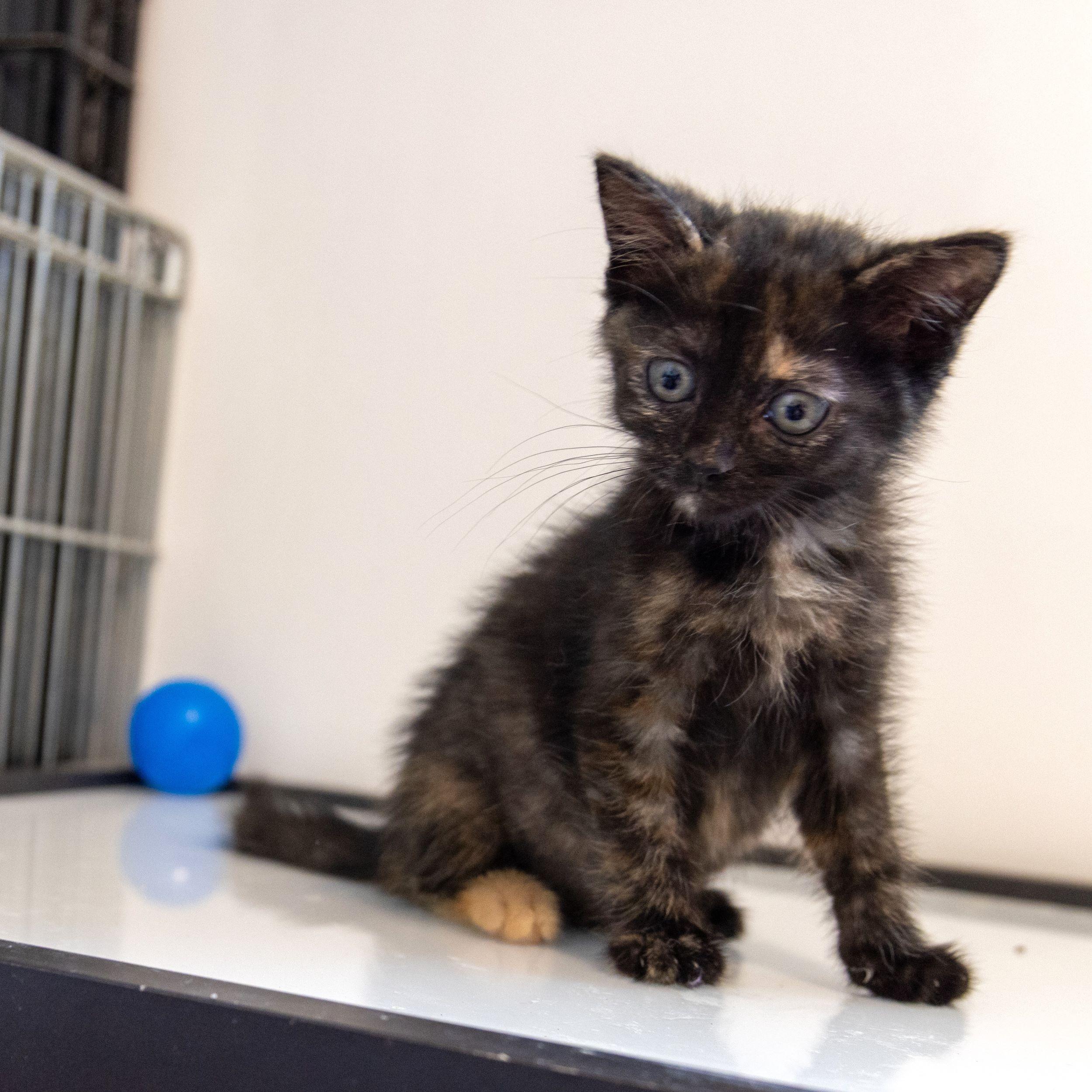 Blooming Onion, an adoptable Domestic Short Hair in Calgary, AB, T2E 3Z7 | Photo Image 1
