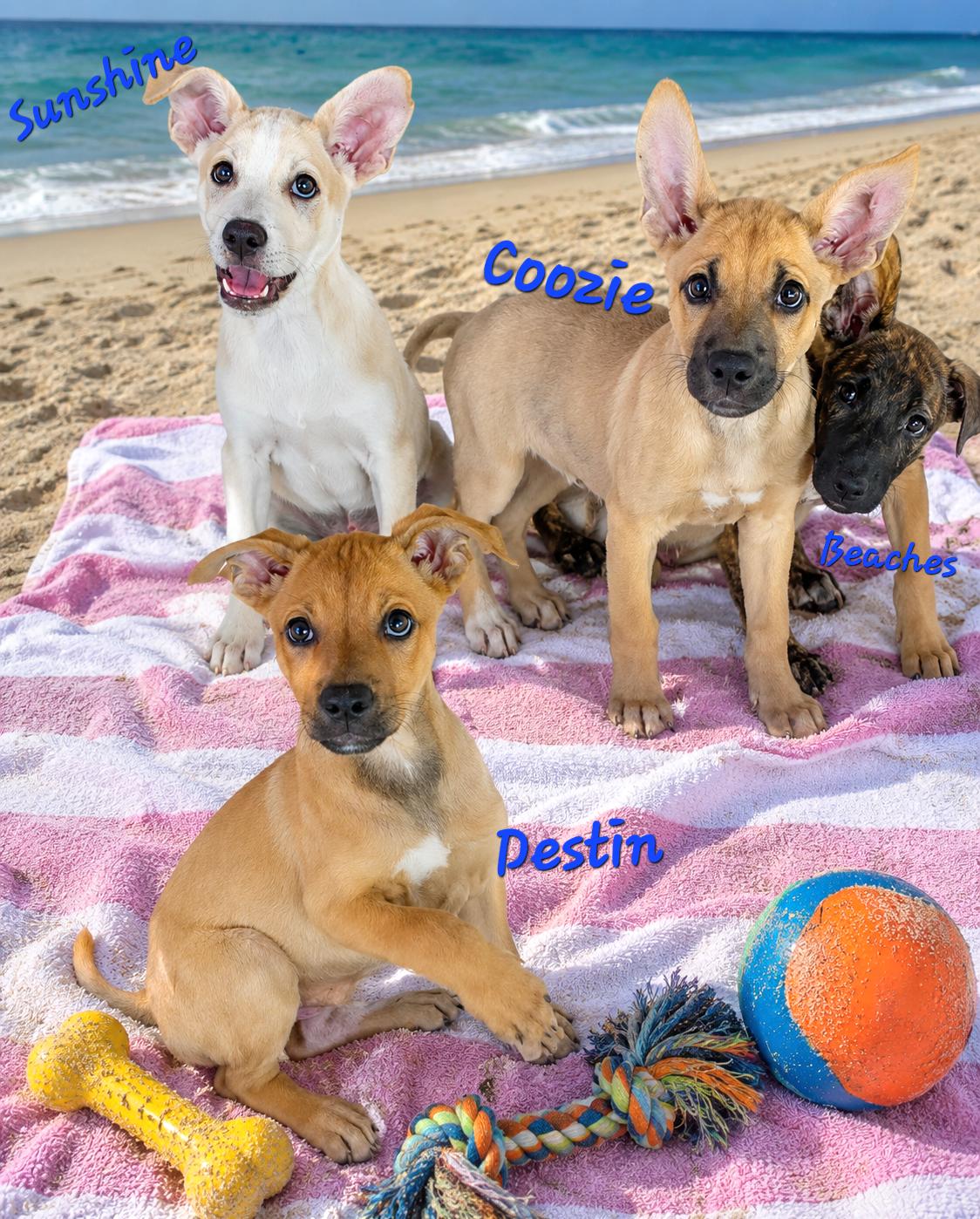 Enlarge Coozie, a Adoptable mixed breed in Watertown, CT image 4/4