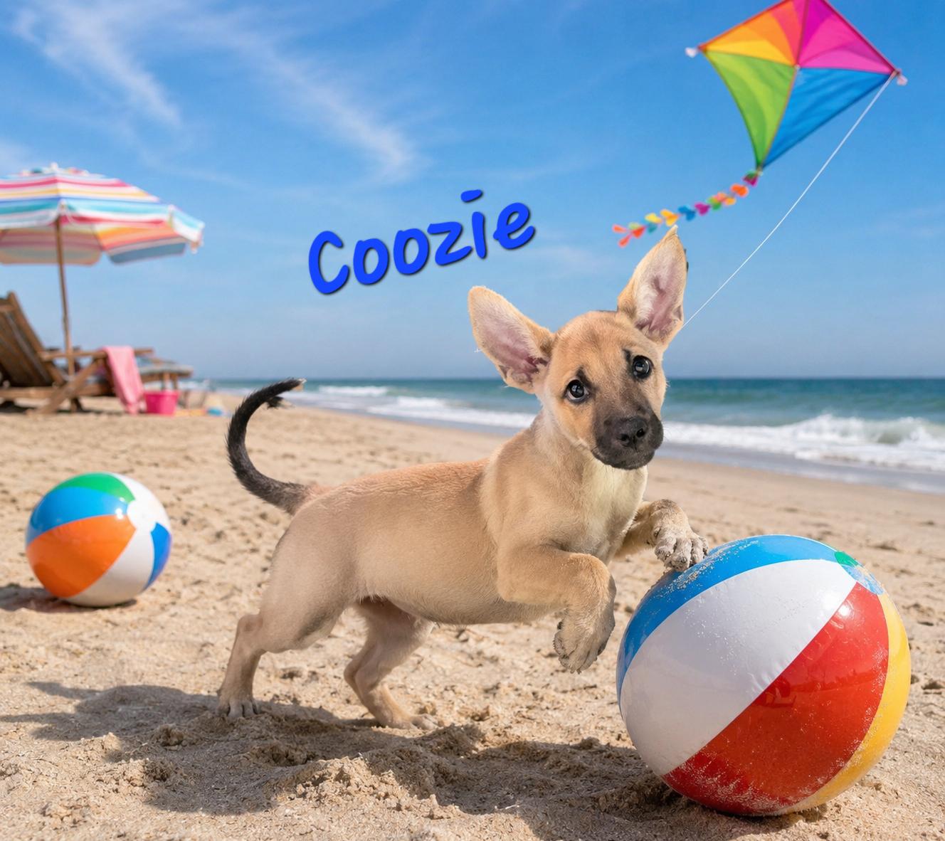 Enlarge Coozie, a Adoptable mixed breed in Watertown, CT image 3/4