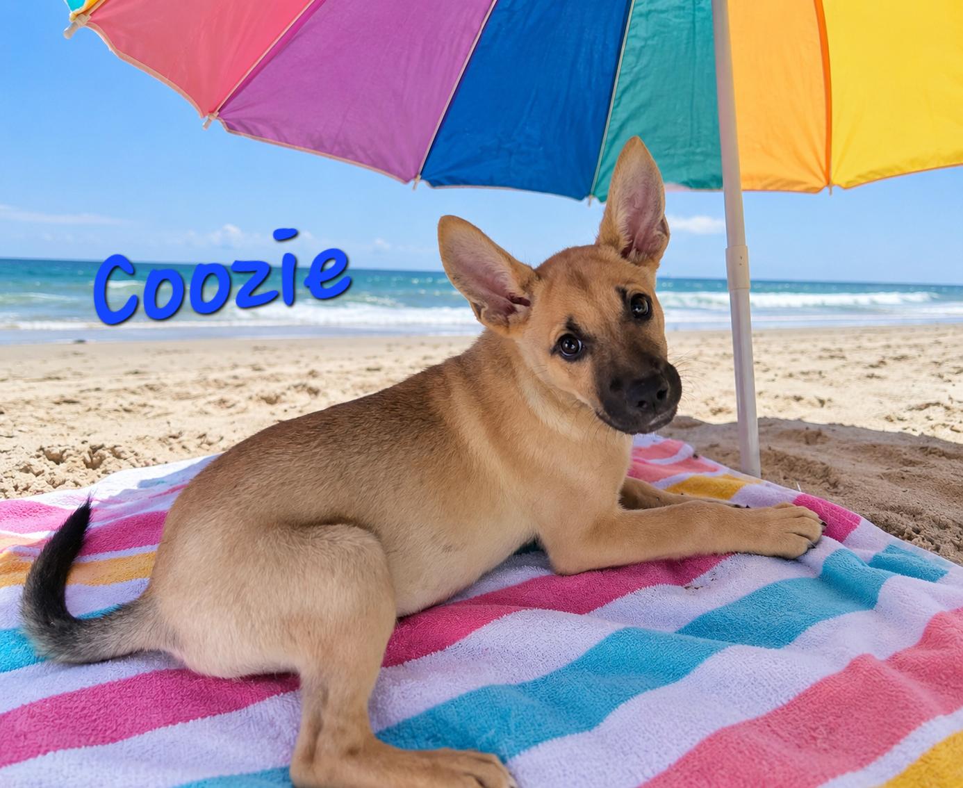 Enlarge Coozie, a Adoptable mixed breed in Watertown, CT image 2/4