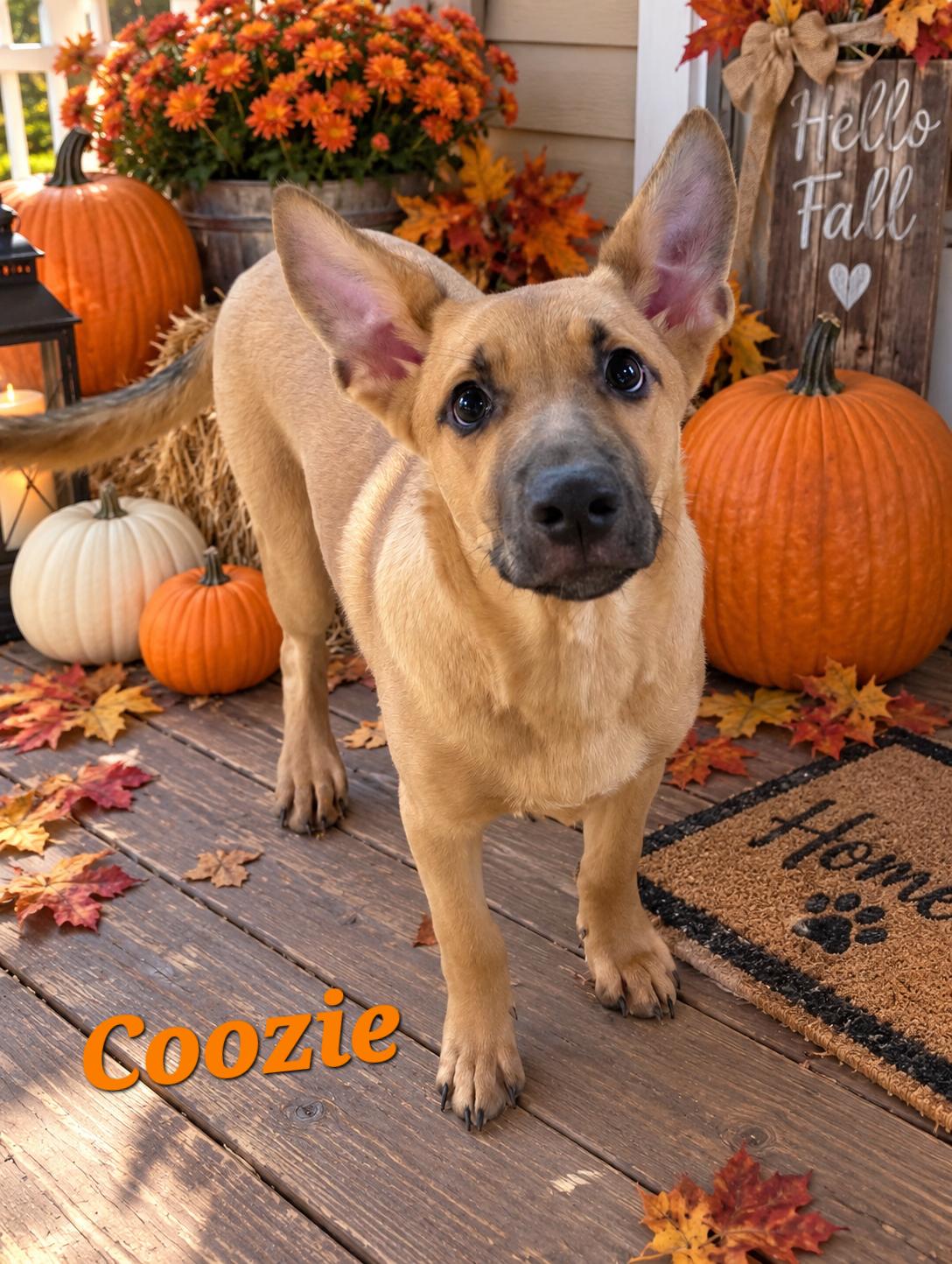 Coozie, Adoptable, Puppy Male Corgi & Labrador Retriever.