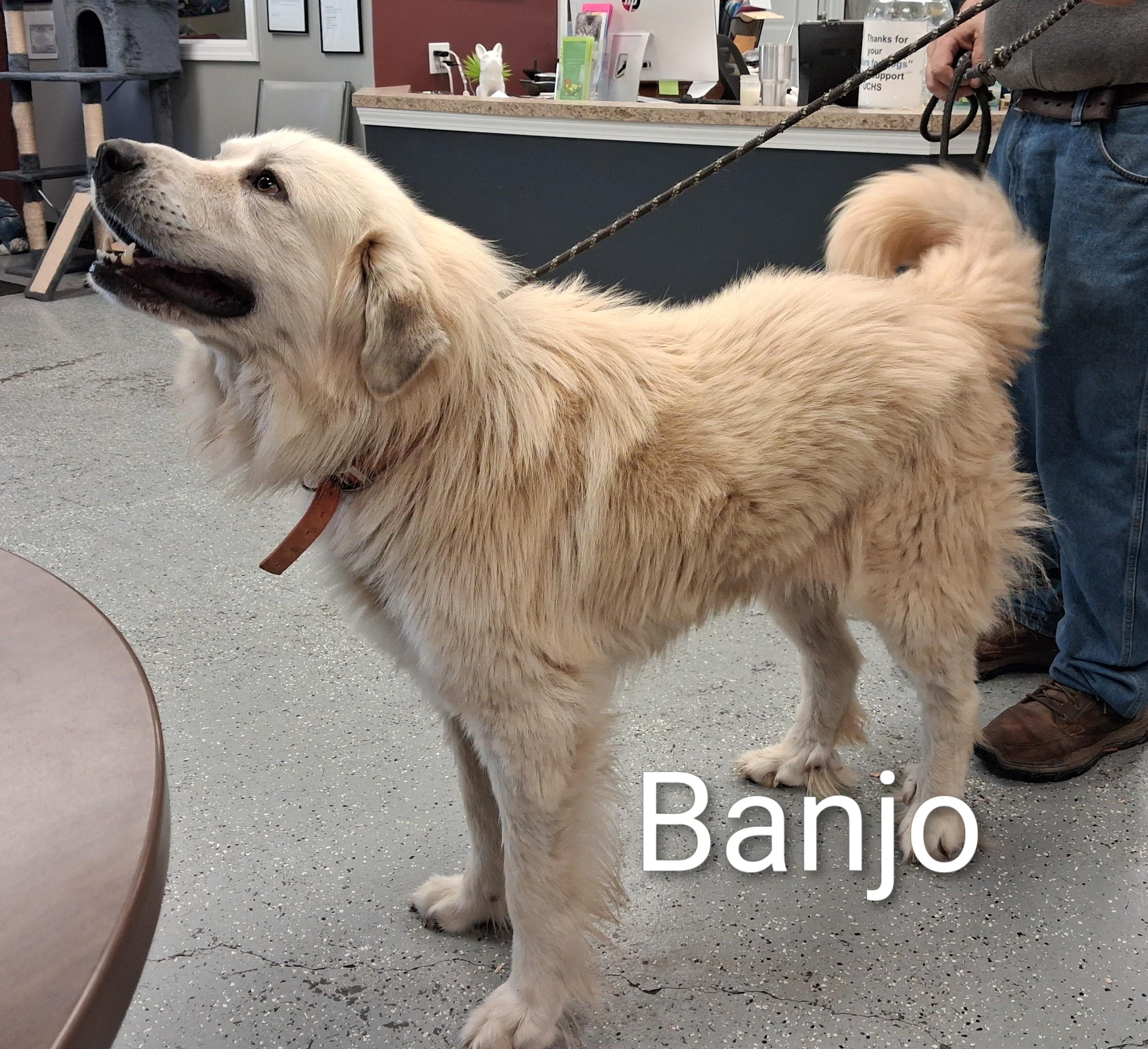 Enlarge Banjo, a ADOPTABLE Great Pyrenees in Maynardville, TN image 1/1