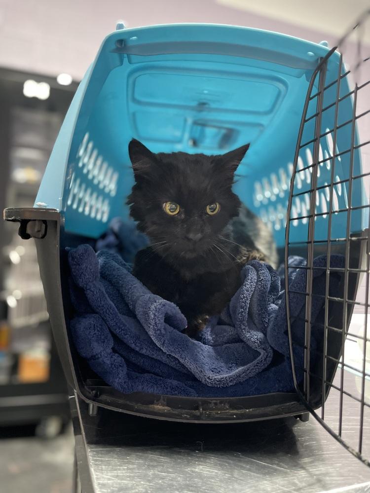 Diesel, Adoptable, Senior Male Domestic Medium Hair.