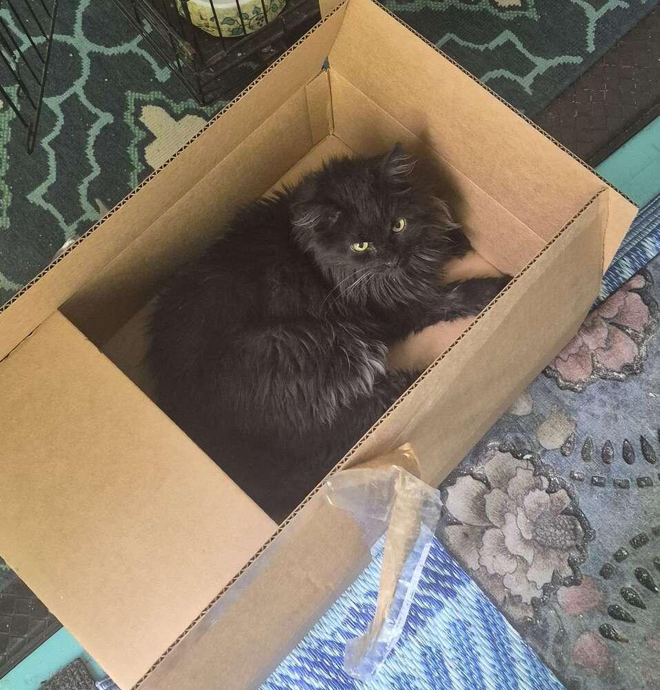 Enlarge Diesel, a Adoptable Domestic Medium Hair in Ferndale, MI image 2/4