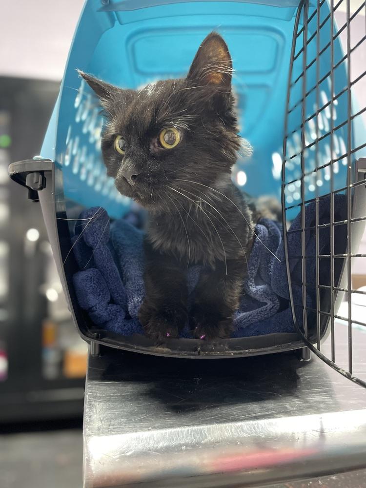 Enlarge Diesel, a Adoptable Domestic Medium Hair in Ferndale, MI image 2/3