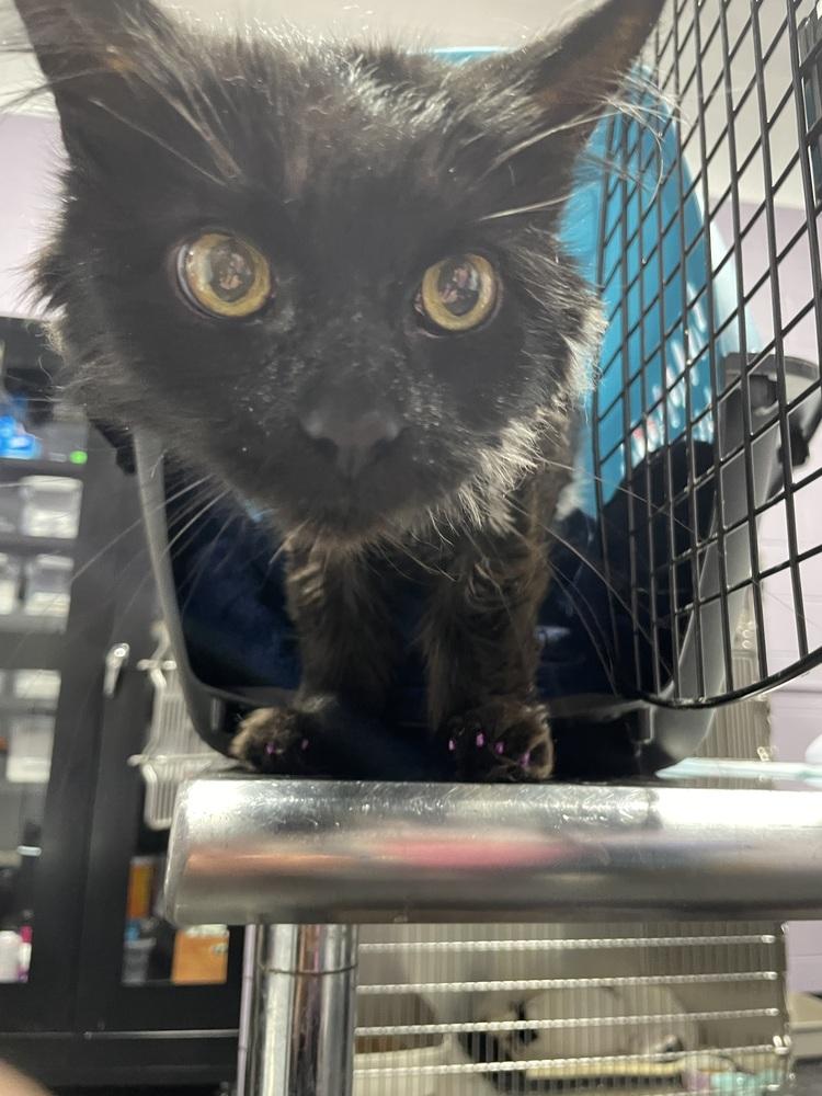 Enlarge Diesel, a Adoptable Domestic Medium Hair in Ferndale, MI image 3/3