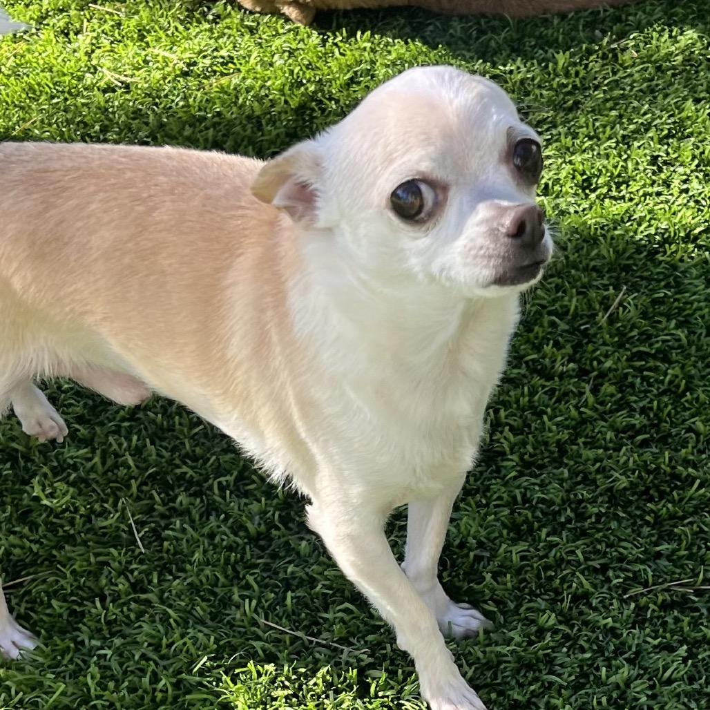 Garbanzo, Adoptable, Adult Male Chihuahua.