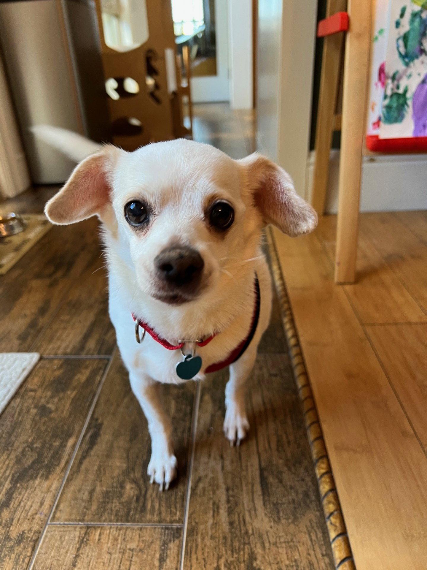 Lana, a Adopted mixed breed in San Francisco, CA image 2/3