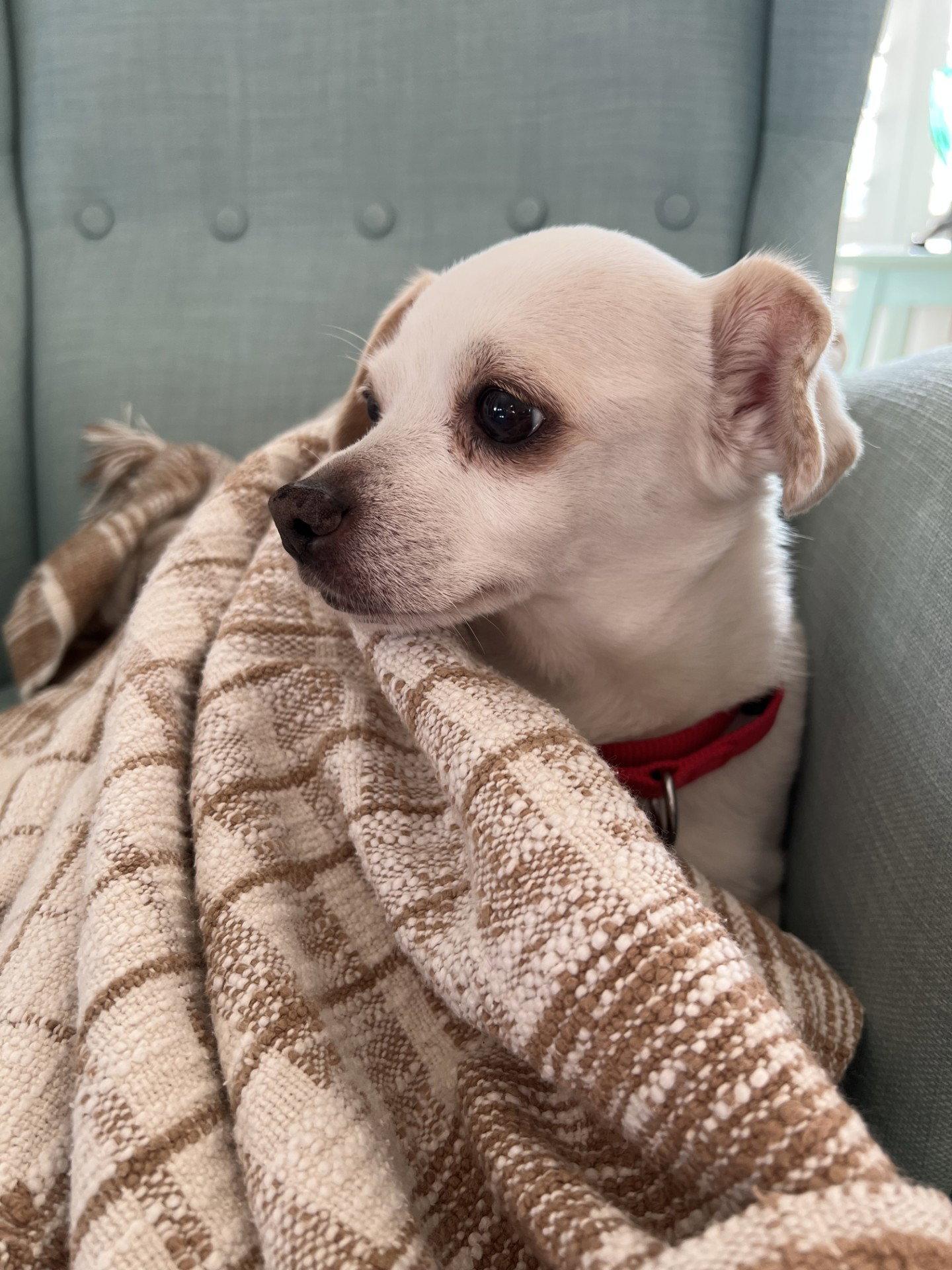 Lana, a Adopted mixed breed in San Francisco, CA image 3/3