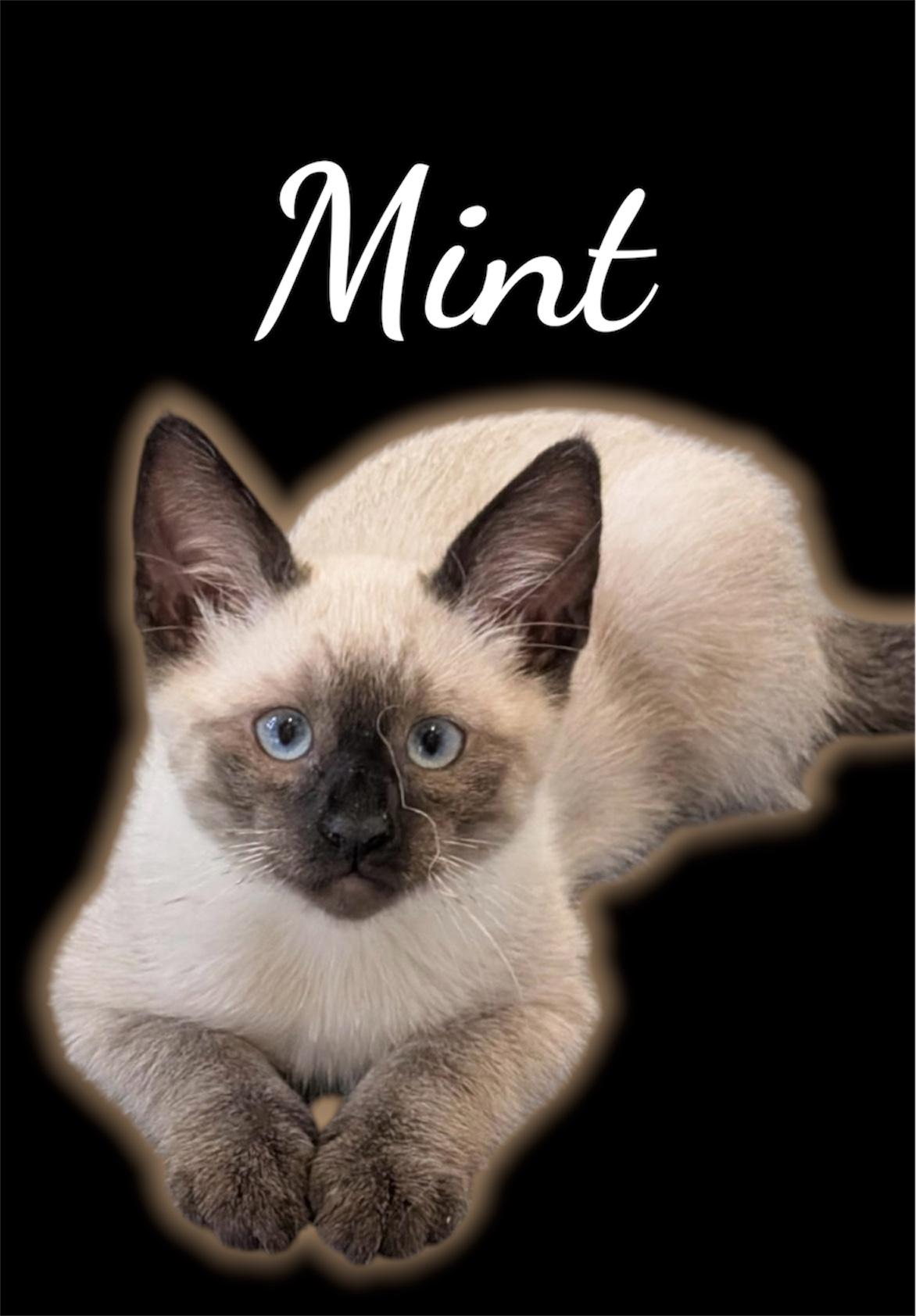 Mint, adopted, Kitten Female Domestic Short Hair.