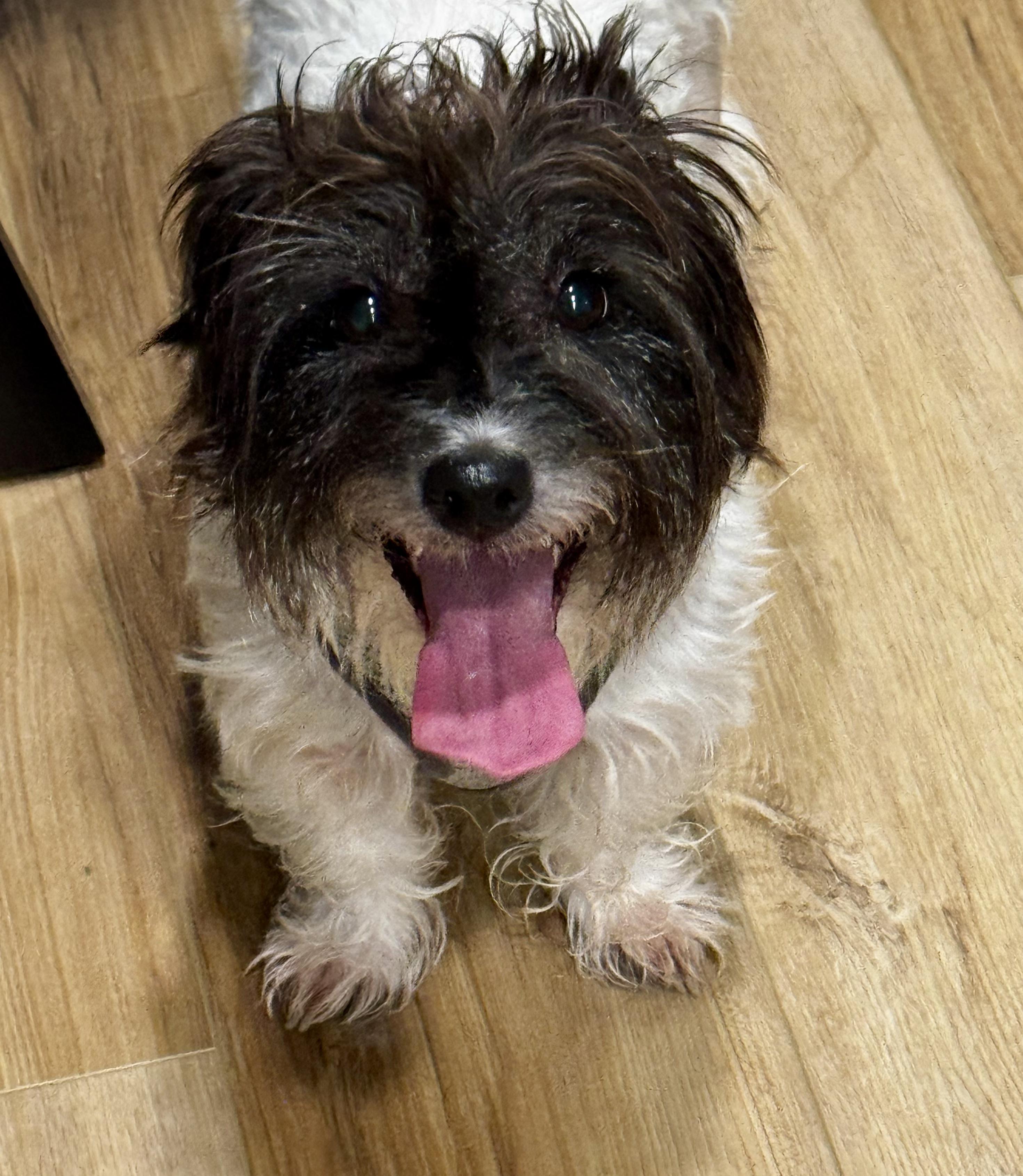 Maple (ADOPTION PENDING), an adopted Jack Russell Terrier in Homer Glen, IL image 3/4