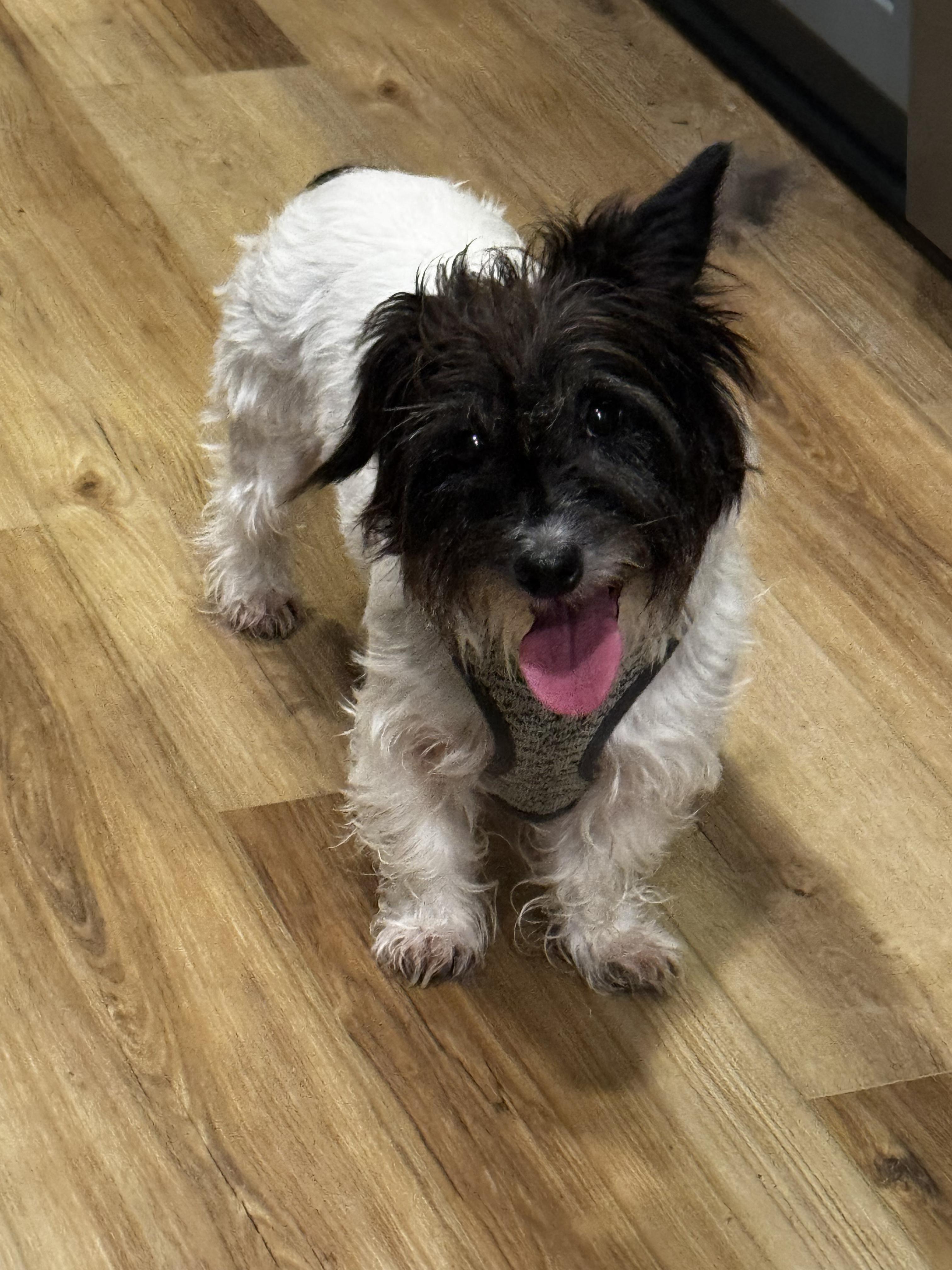 Maple (ADOPTION PENDING), an adopted Jack Russell Terrier in Homer Glen, IL image 2/4